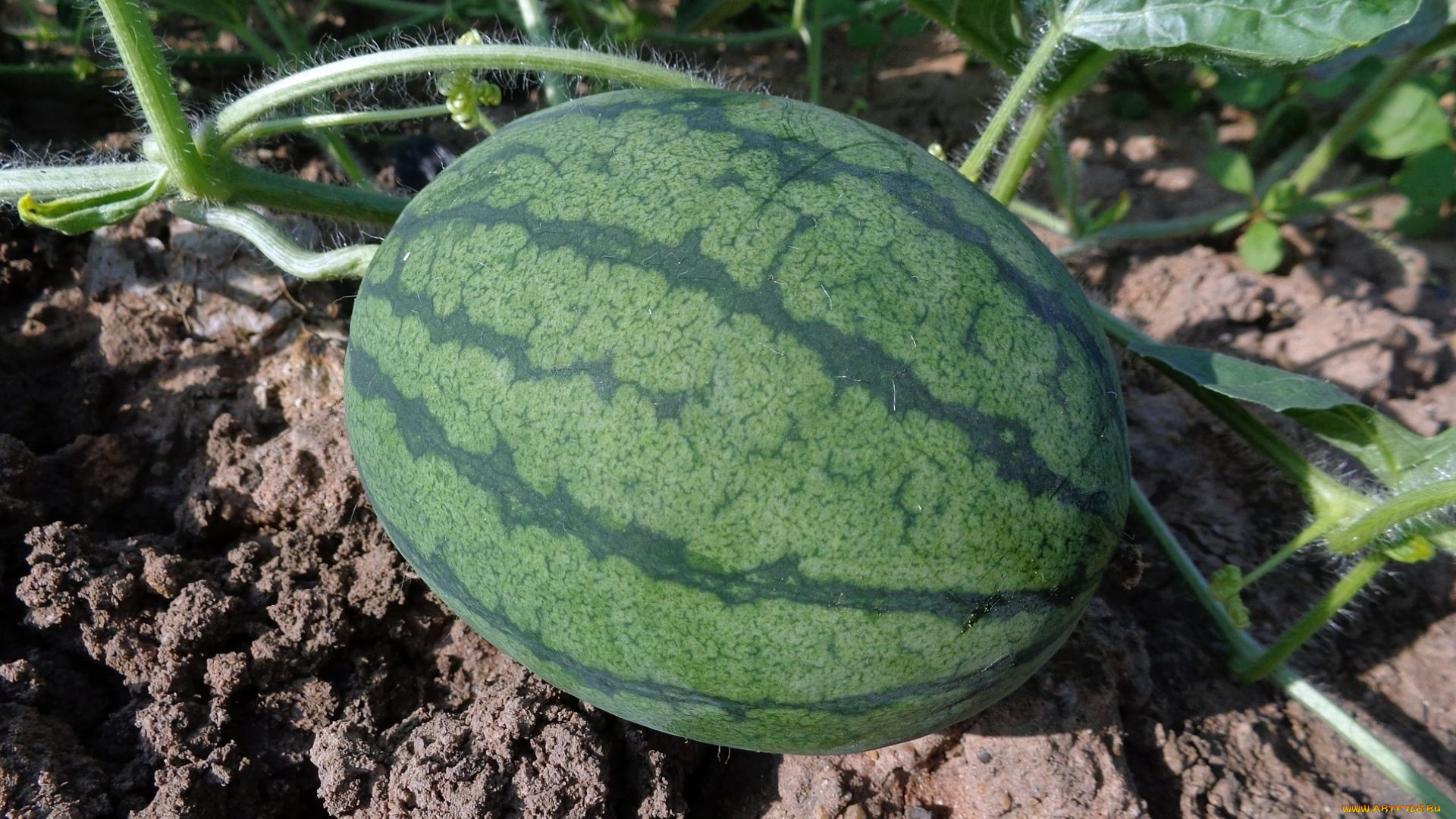 природа, Ягоды, арбуз, баштан