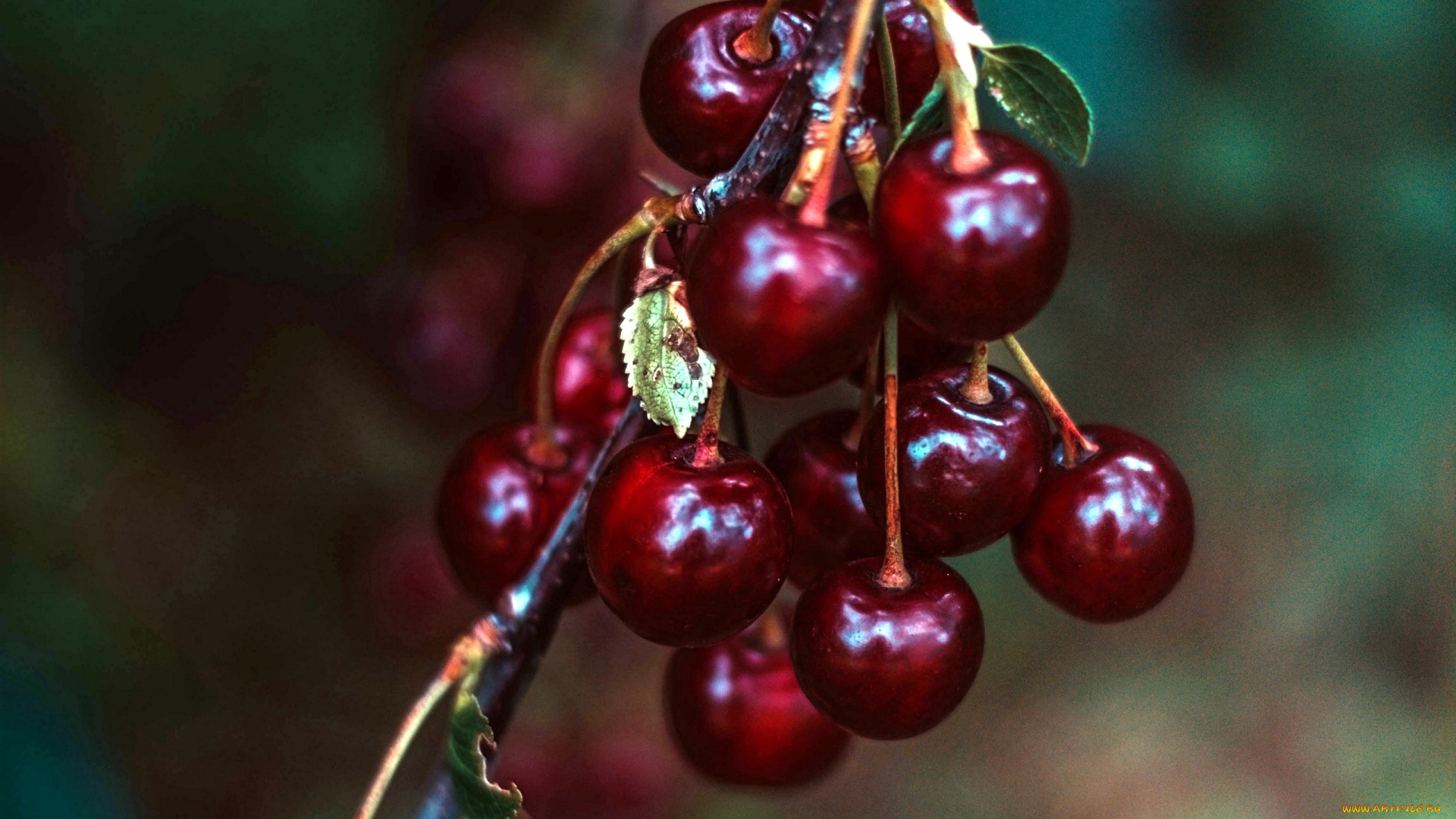 природа, Ягоды, вишни