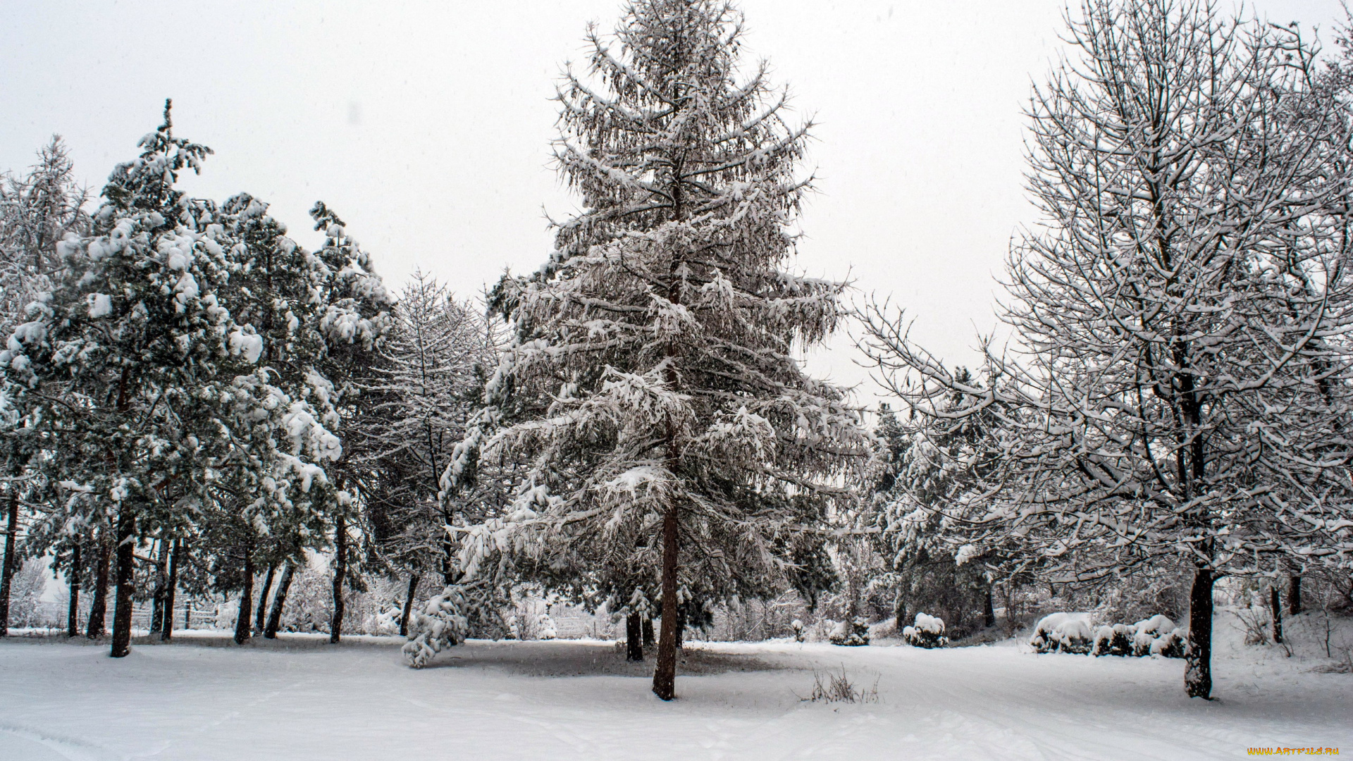 природа, зима, снег