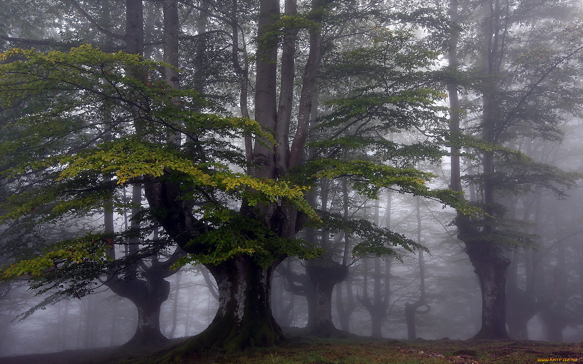 природа, лес, туман
