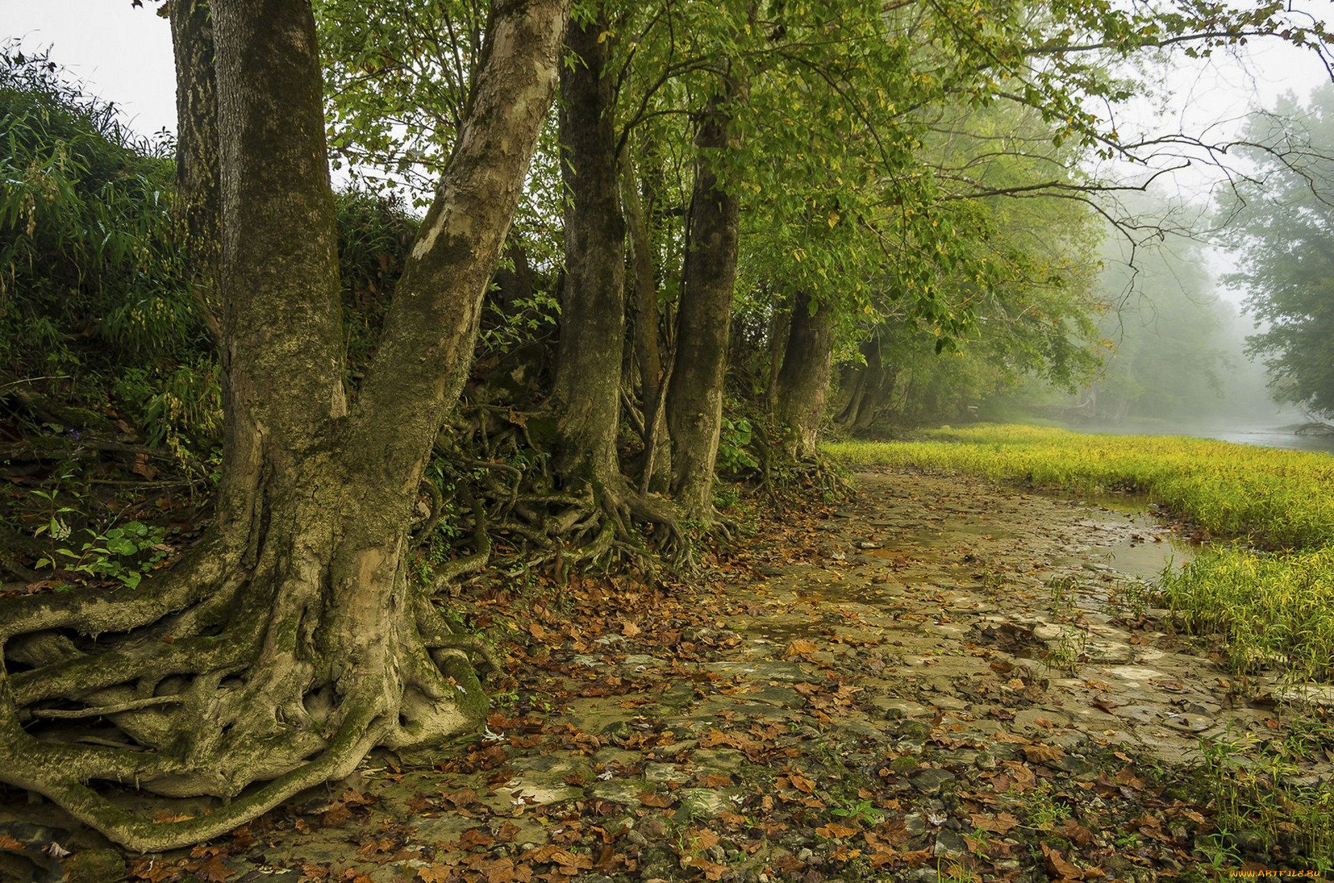 природа, деревья, простор