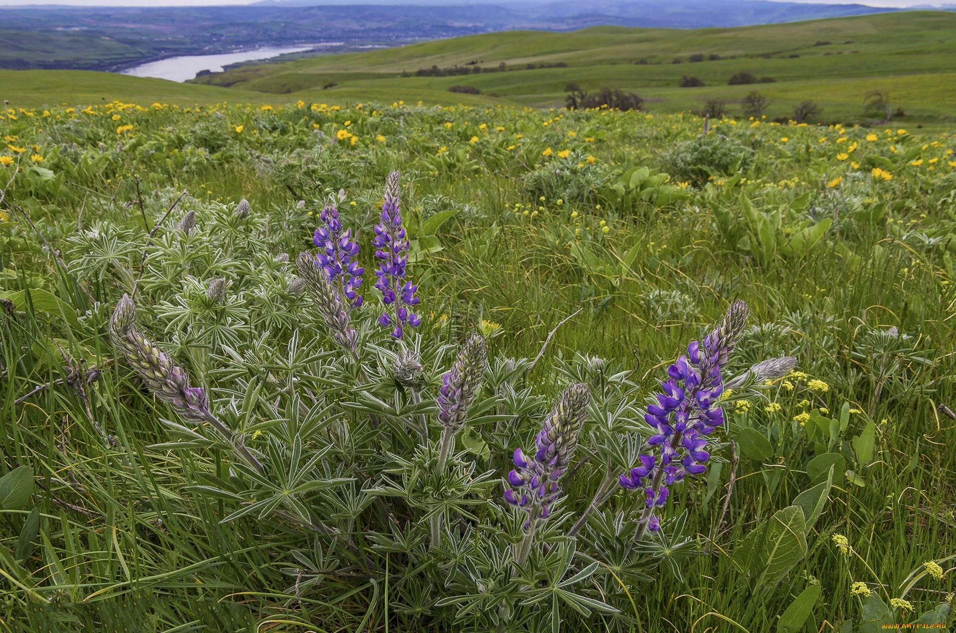 природа, луга, простор