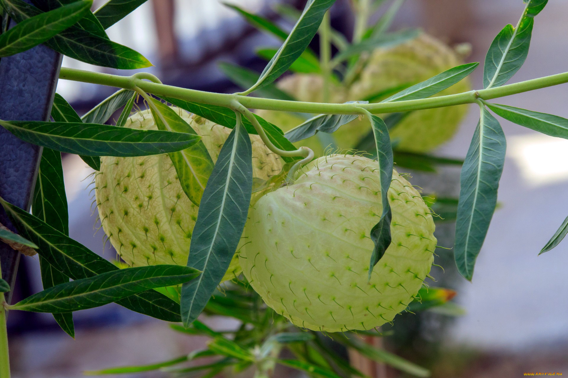 природа, плоды, экзотика