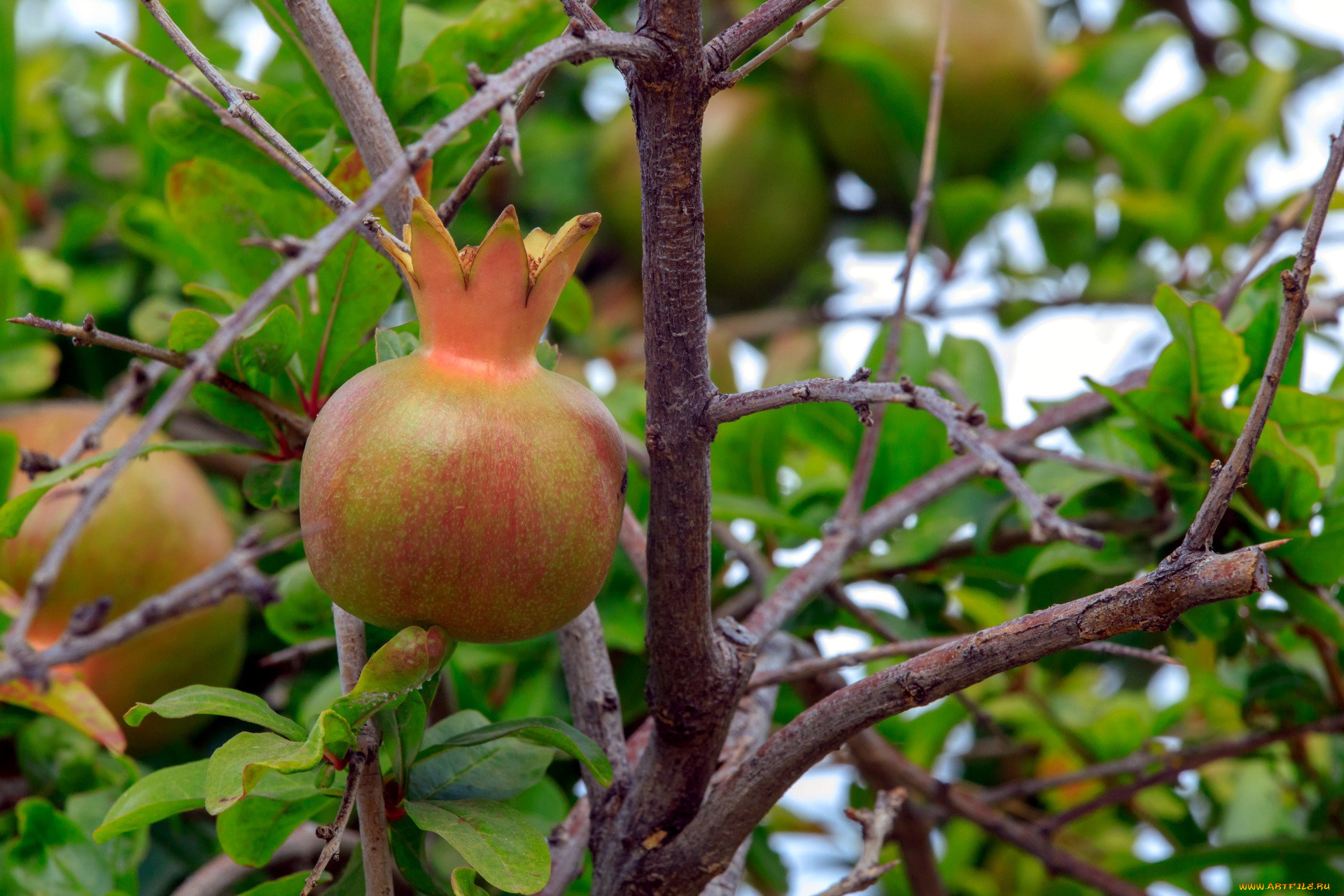 природа, плоды, гранат