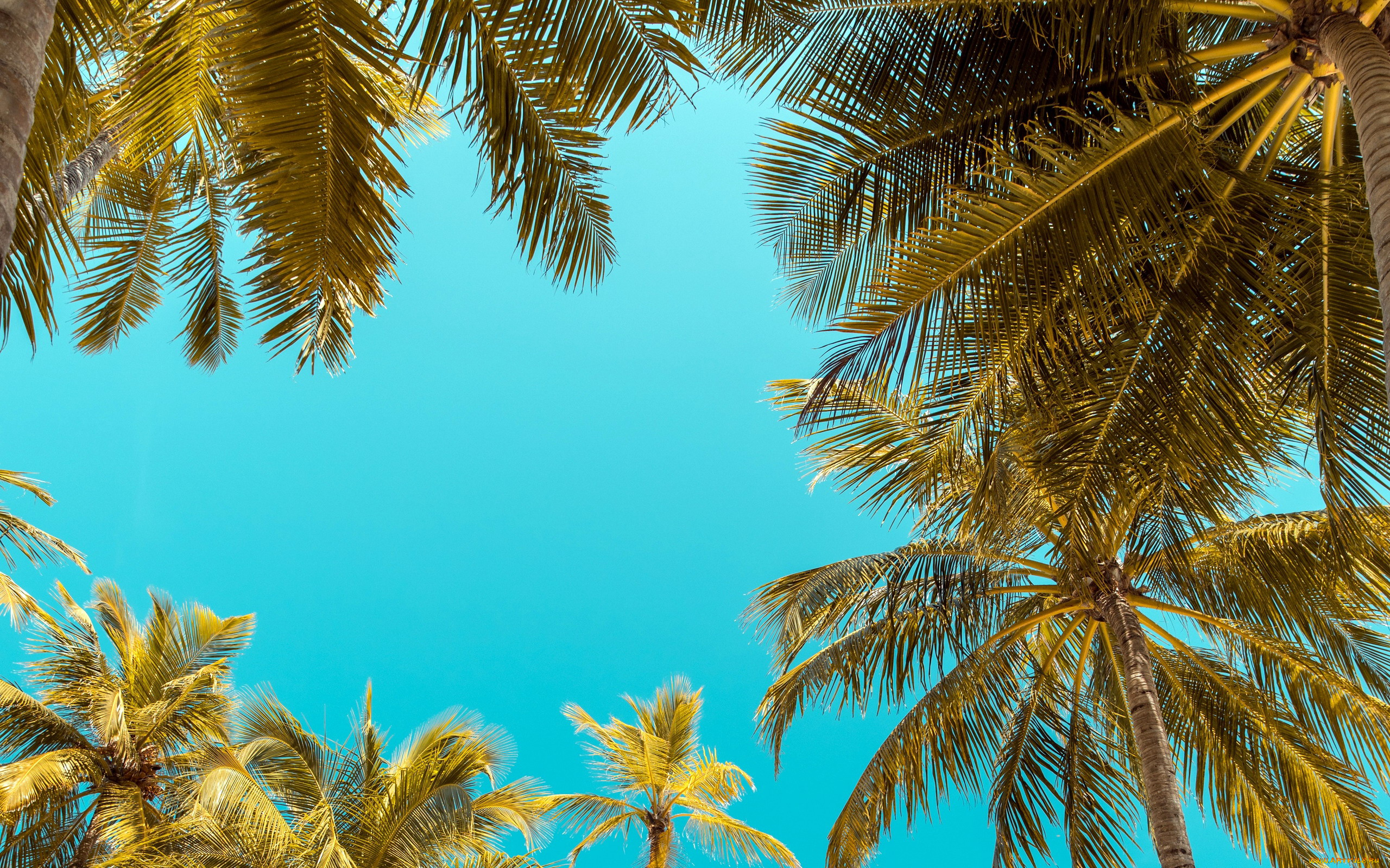 природа, деревья, пальма