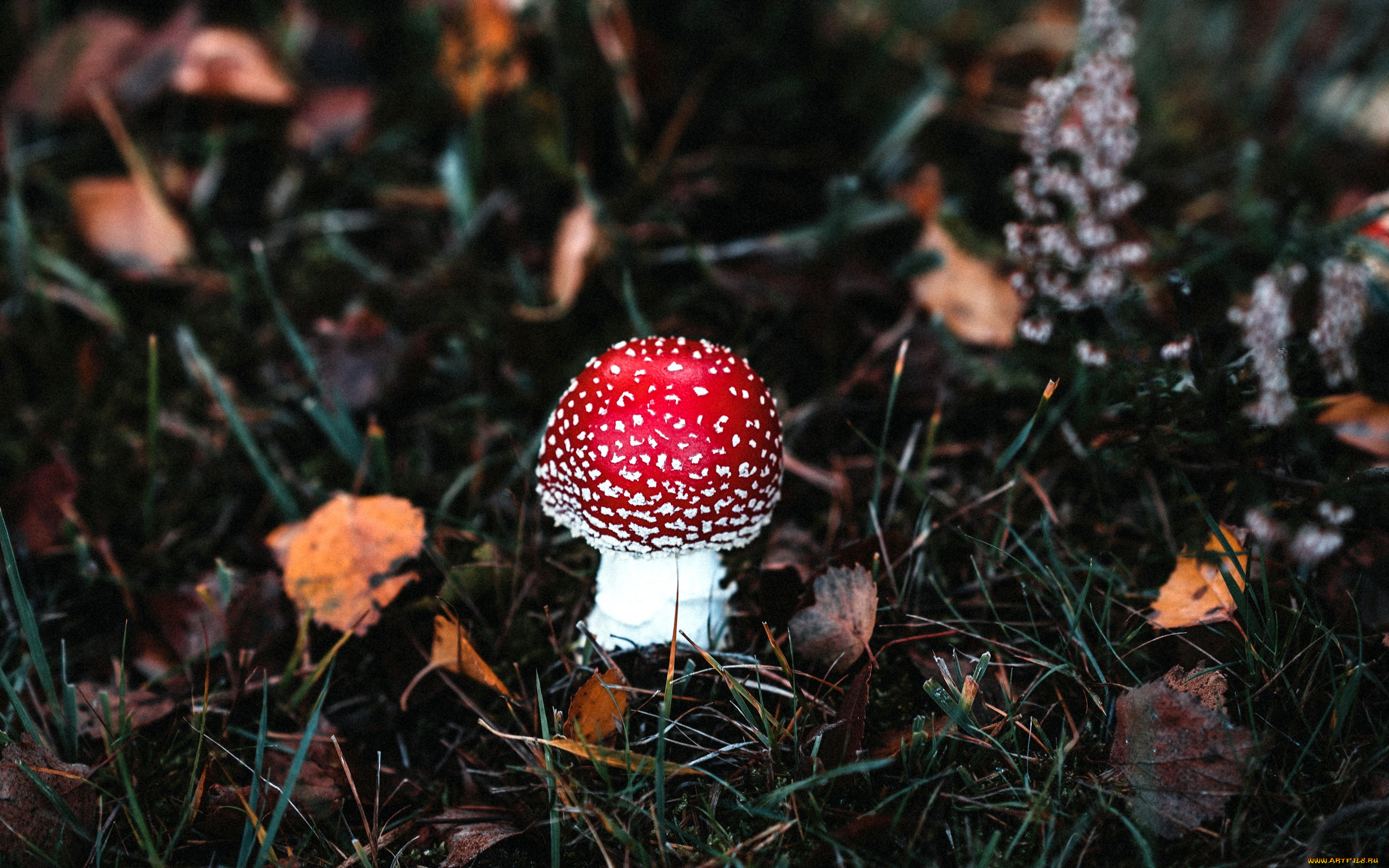 природа, грибы, , мухомор, одиночка