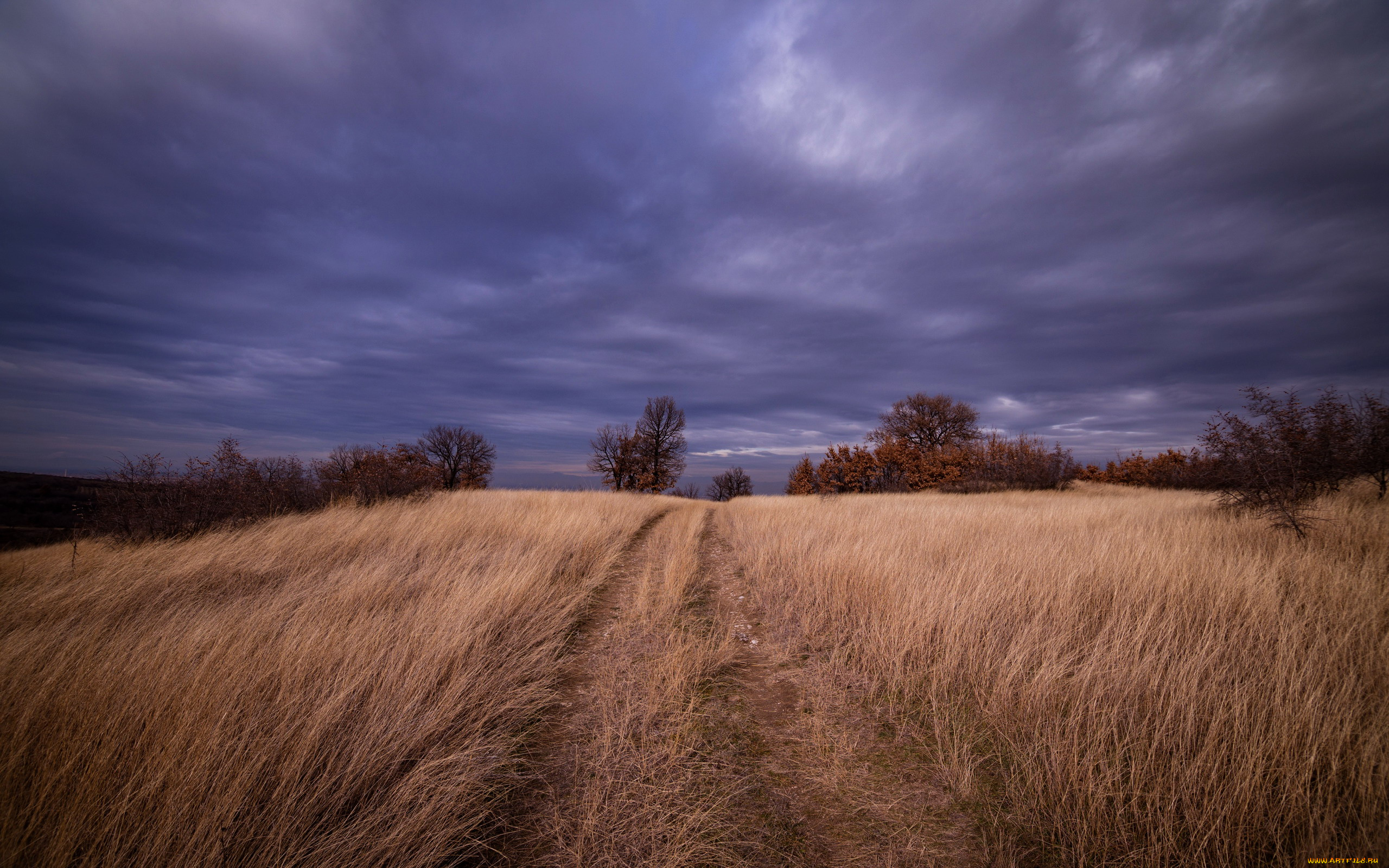 природа, поля, тучи, поле