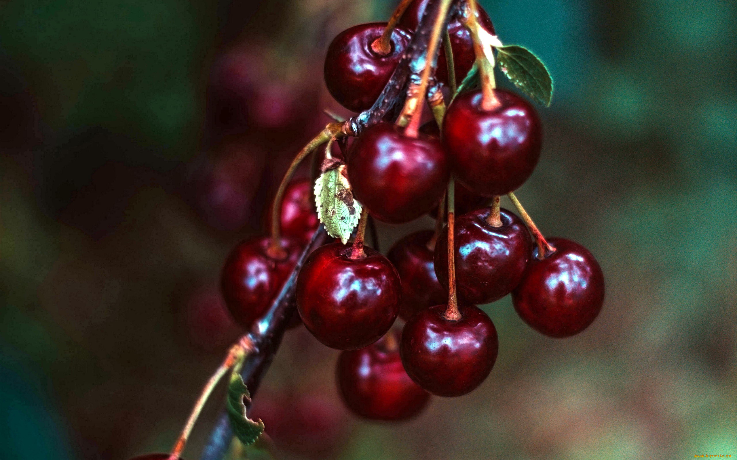 природа, Ягоды, вишни