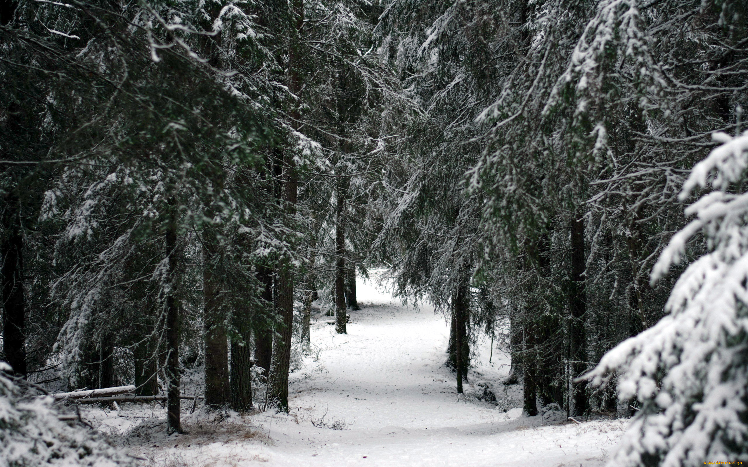 природа, зима, снег