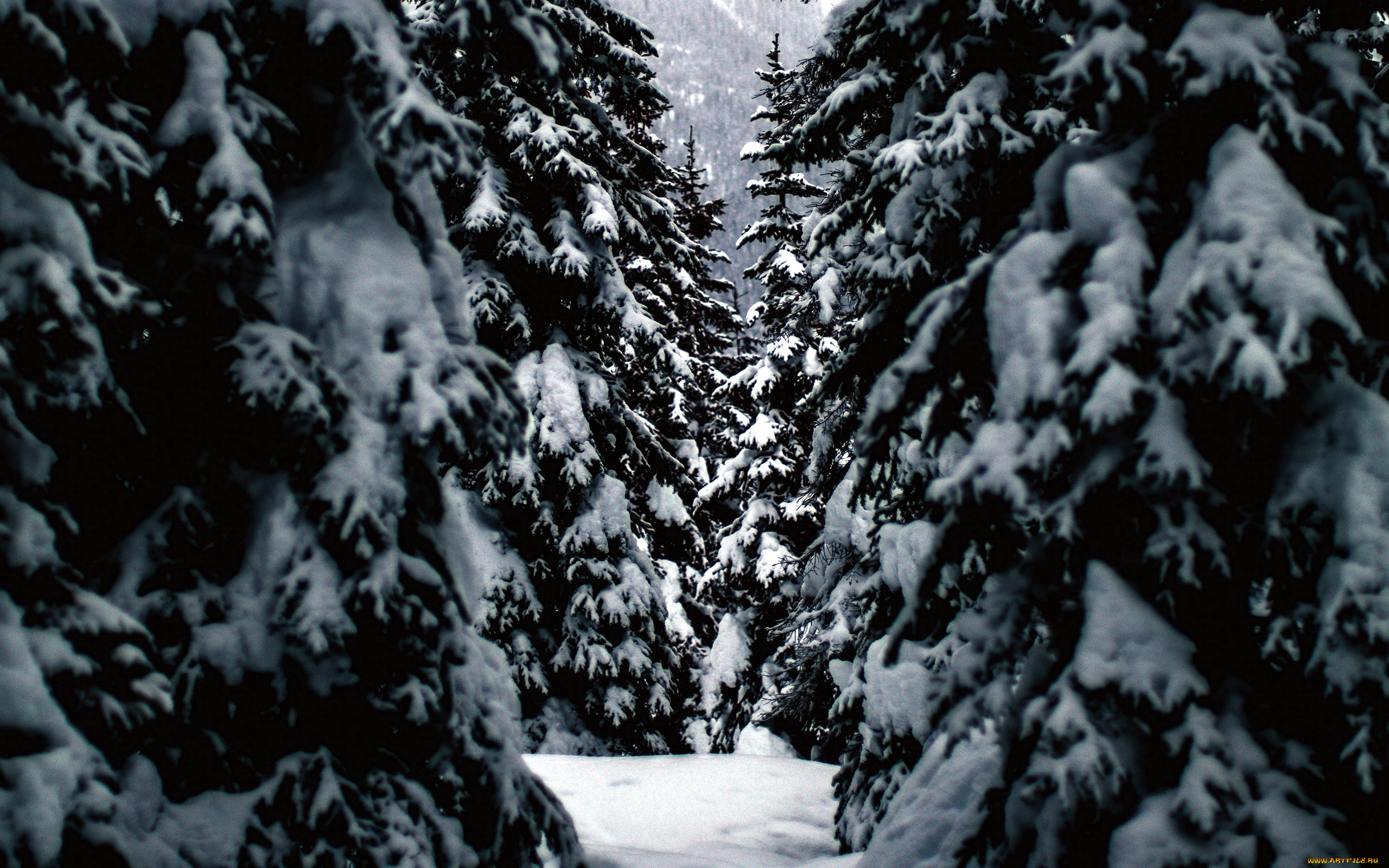 природа, зима, снег