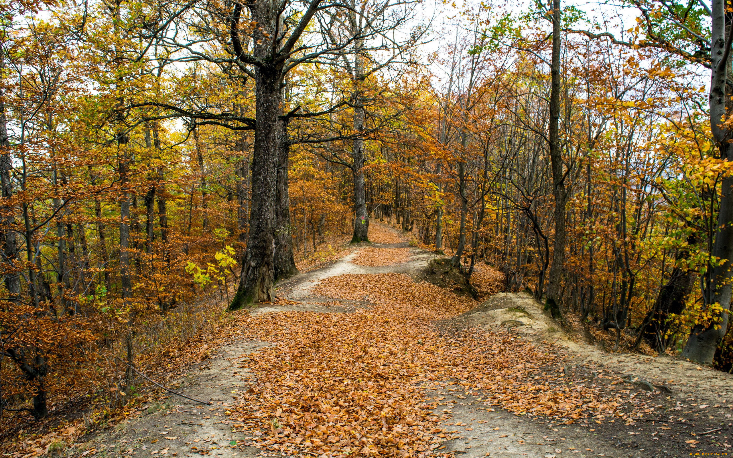 природа, лес, осень, листопад