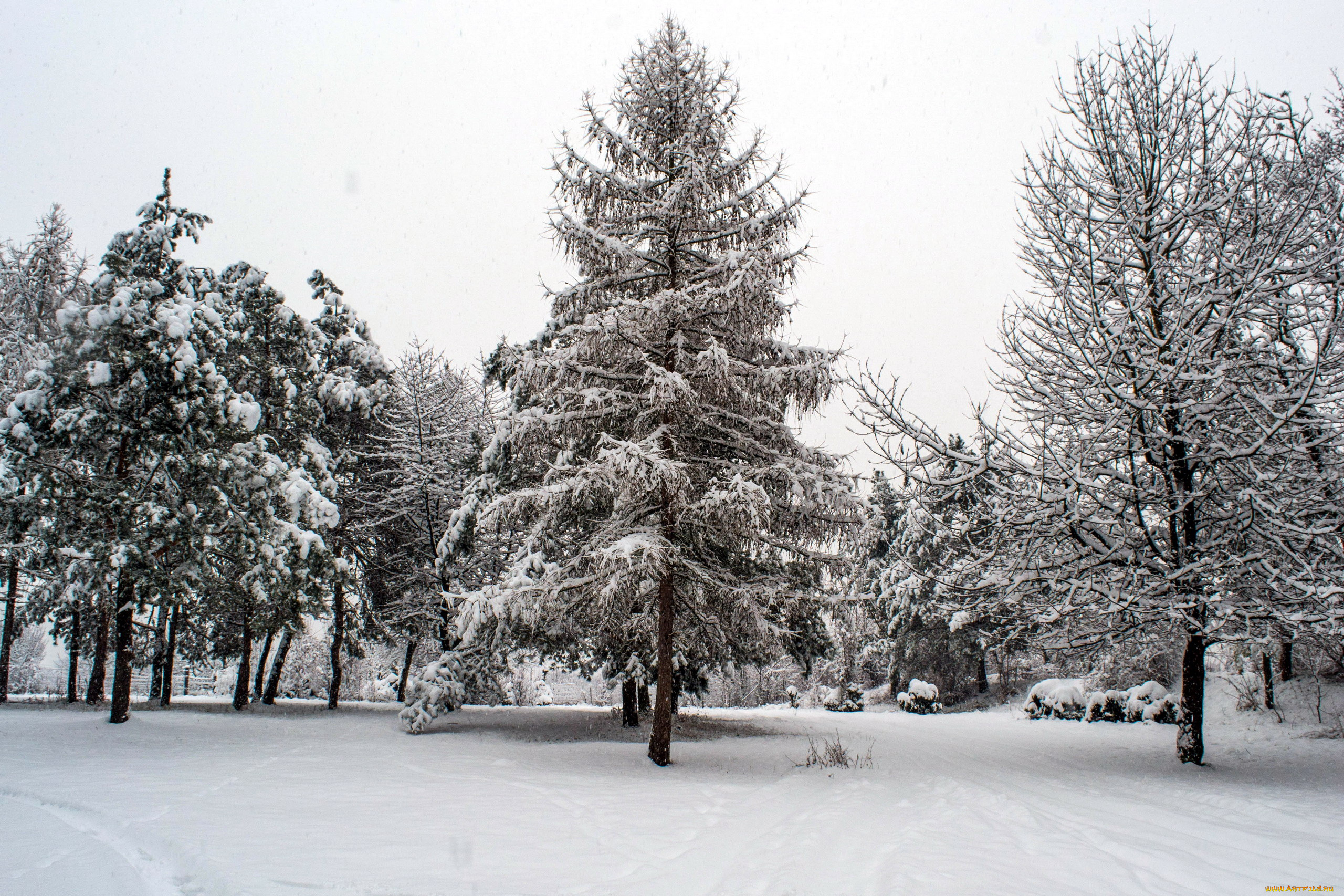 природа, зима, снег