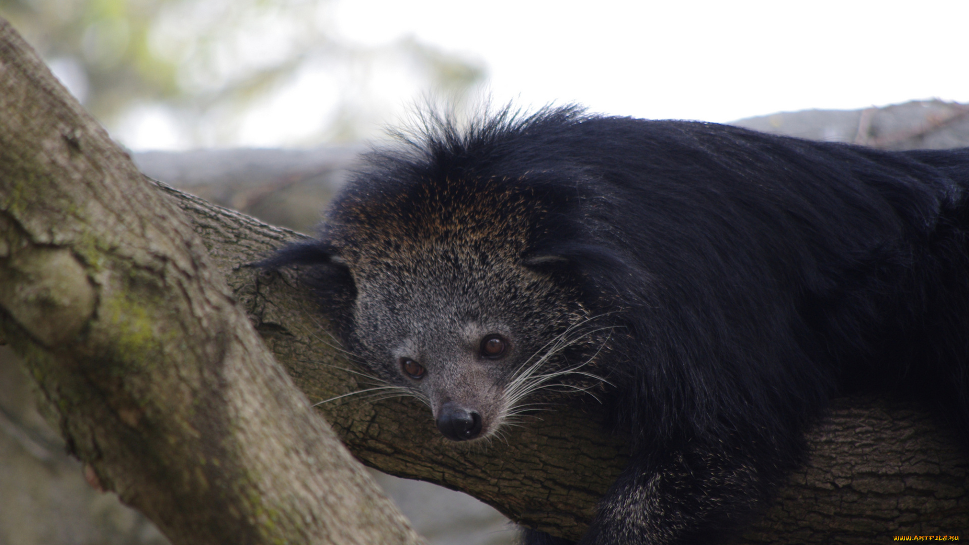 binturong, животные, -, другое, бинтуронг, млекопитающие, виверровые, хищники, шерсть, морда, когти, хвост