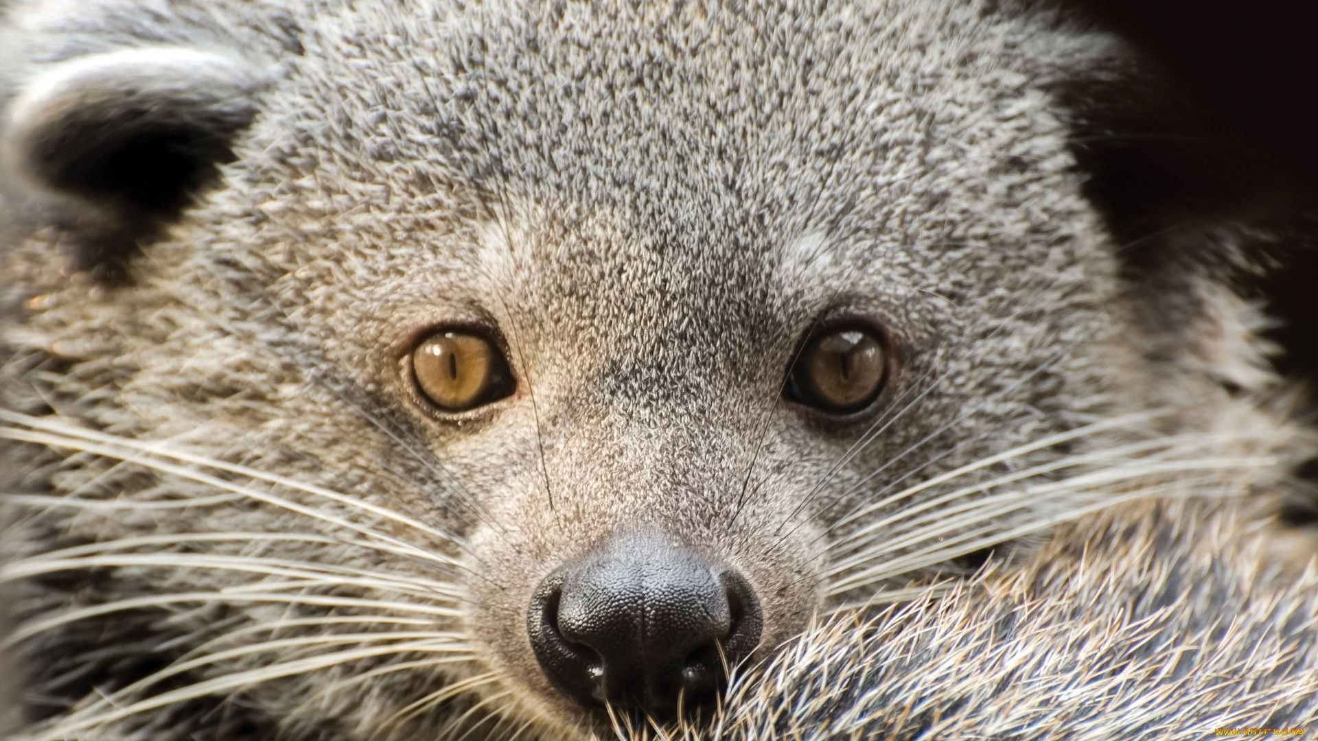 binturong, животные, бинтуронги, бинтуронг, млекопитающие, виверровые, хищники, шерсть, морда, когти, хвост