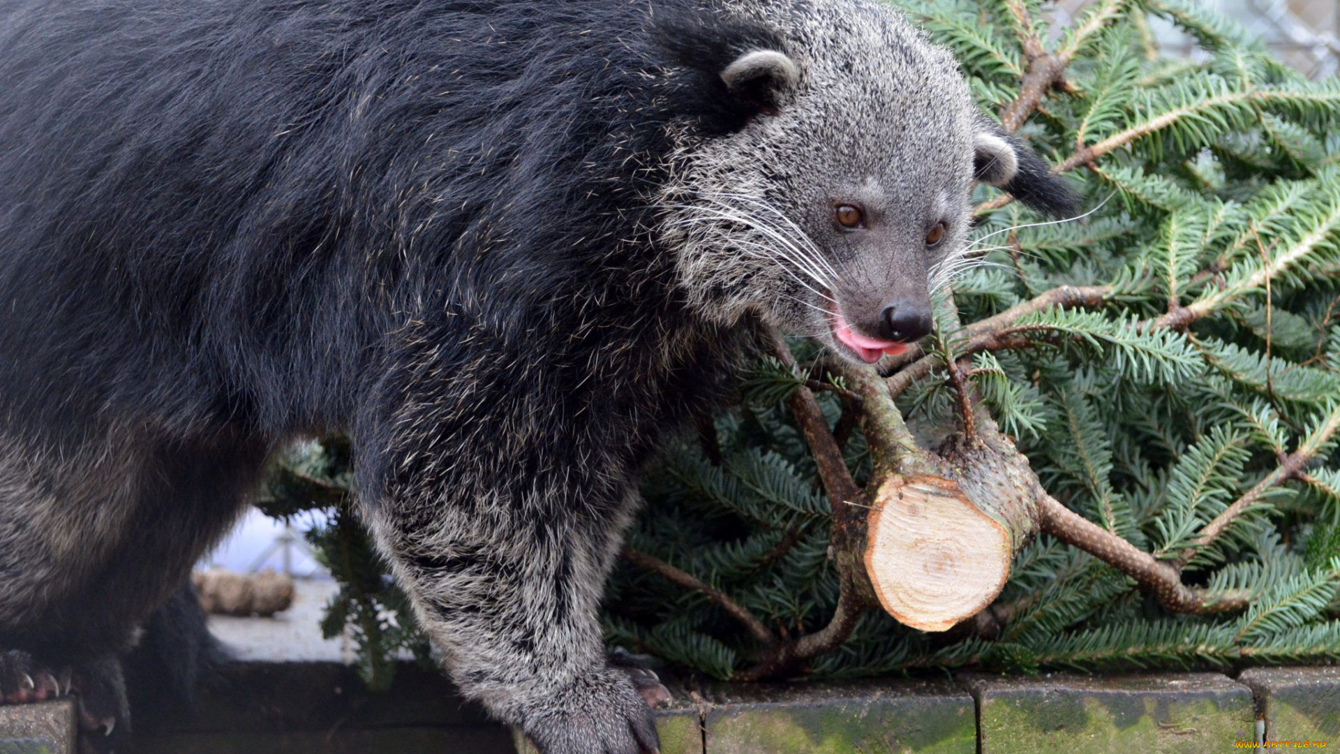 binturong, животные, бинтуронги, бинтуронг, млекопитающие, виверровые, хищники, шерсть, морда, когти, хвост