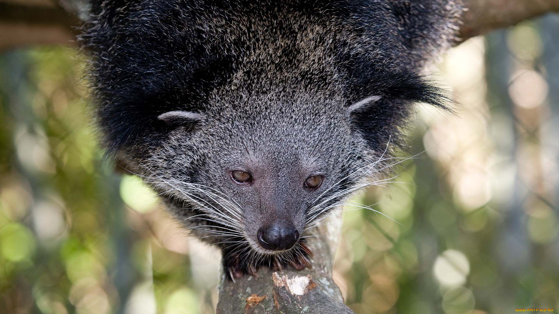 binturong, животные, бинтуронги, бинтуронг, млекопитающие, виверровые, хищники, шерсть, морда, когти, хвост