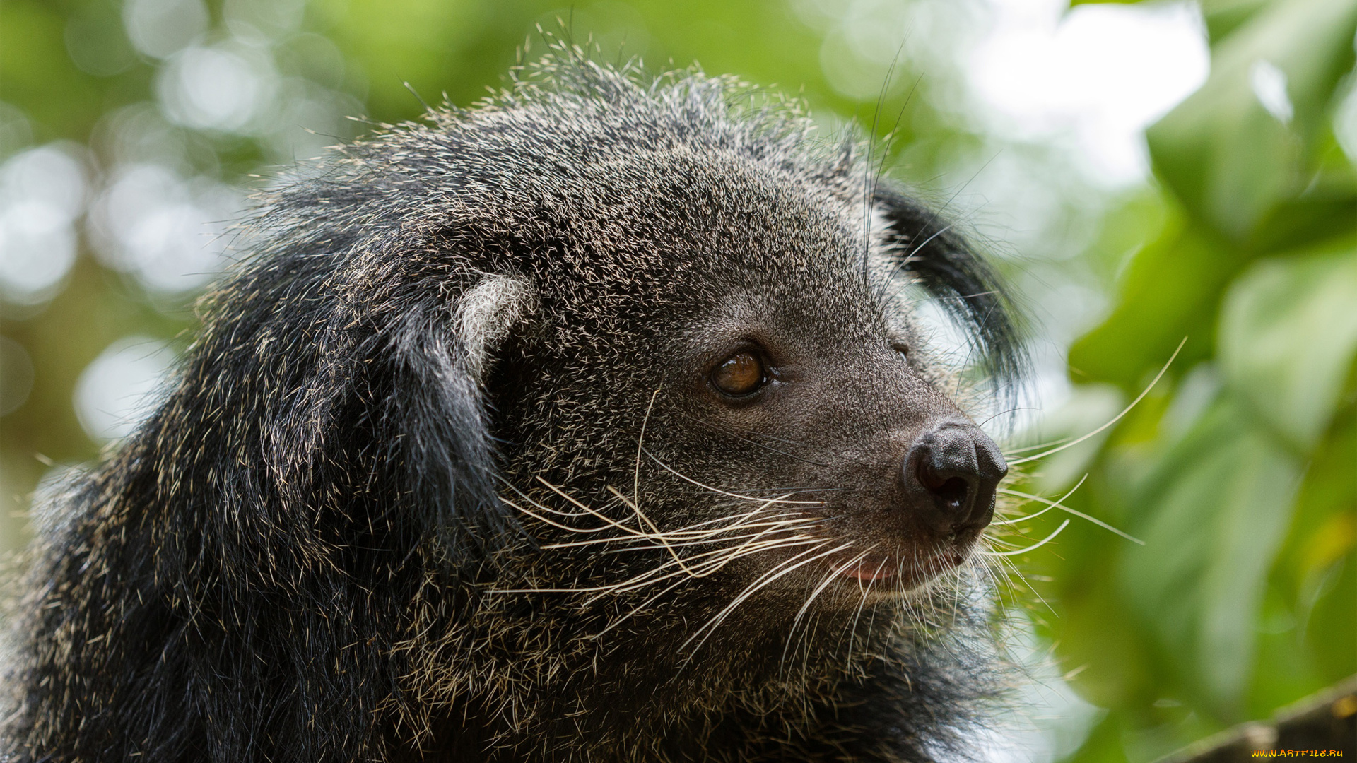 binturong, животные, бинтуронги, бинтуронг, млекопитающие, виверровые, хищники, шерсть, морда, когти, хвост