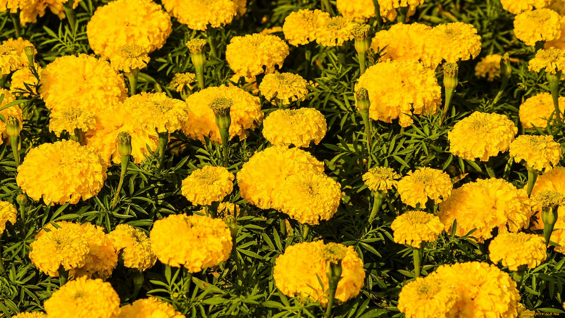 цветы, бархатцы, тагетес