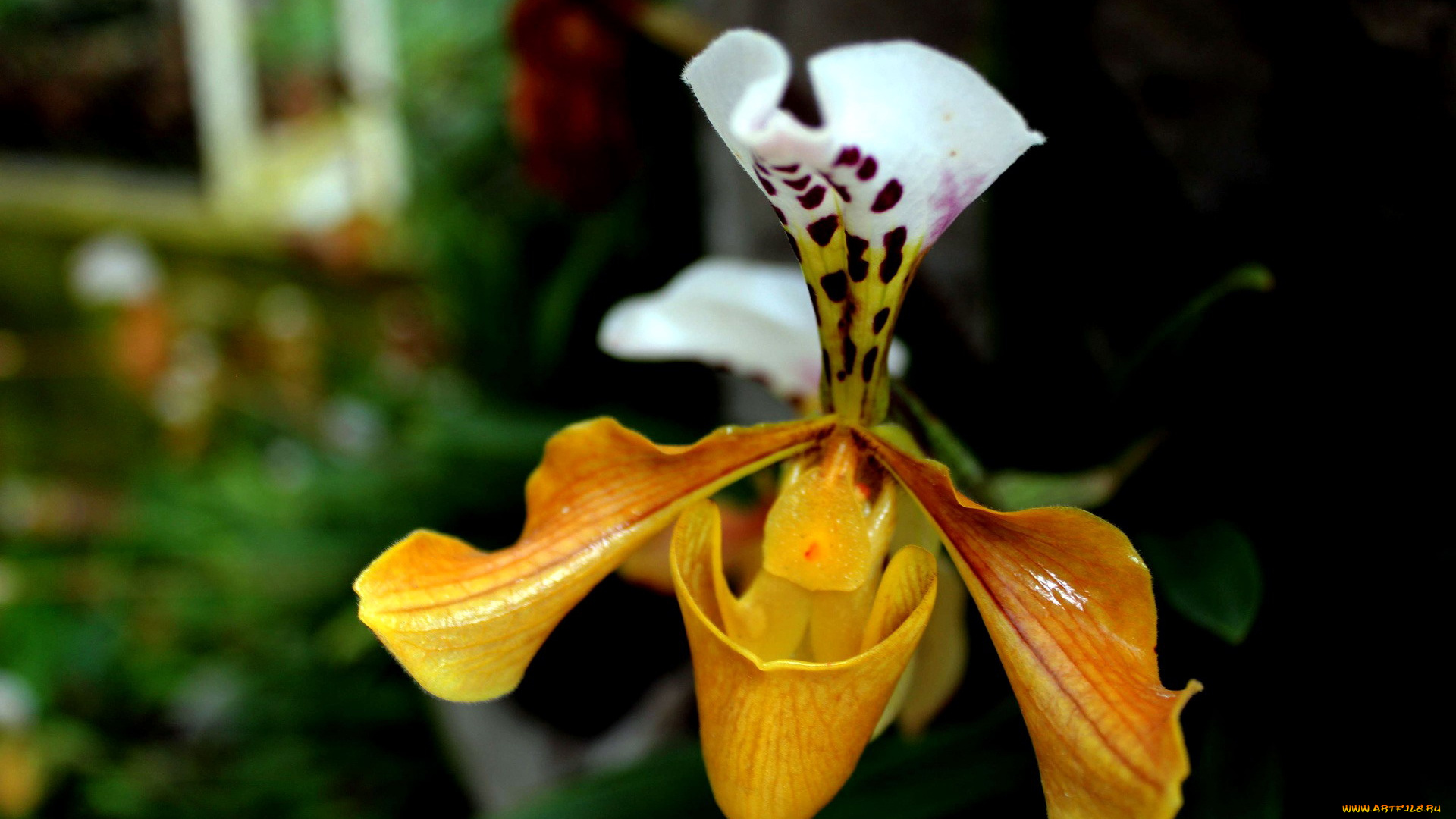 цветы, орхидеи, экзотика