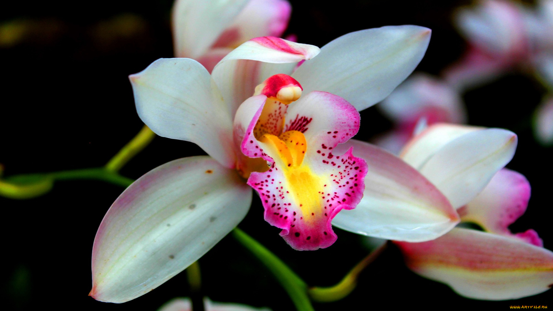 цветы, орхидеи, экзотика