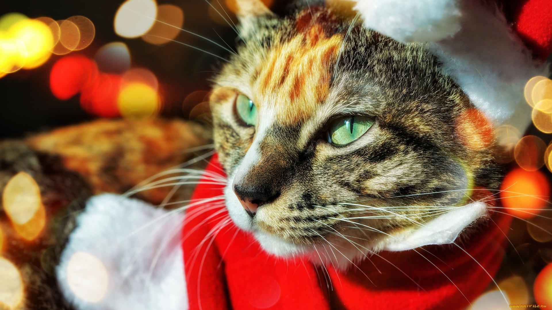 животные, коты, кот, мороз, санта