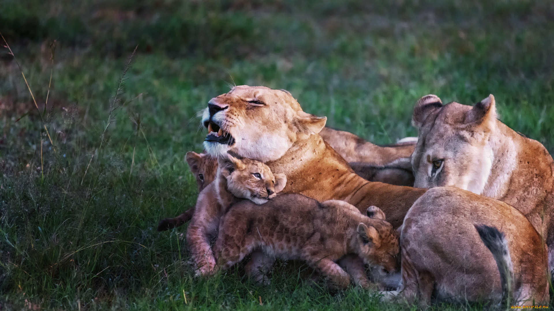 животные, львы, family, story