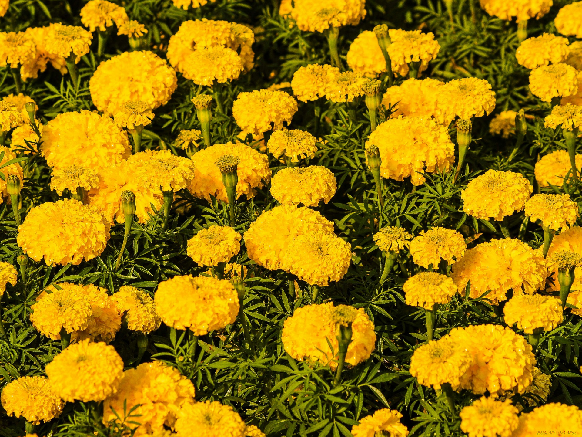 цветы, бархатцы, тагетес