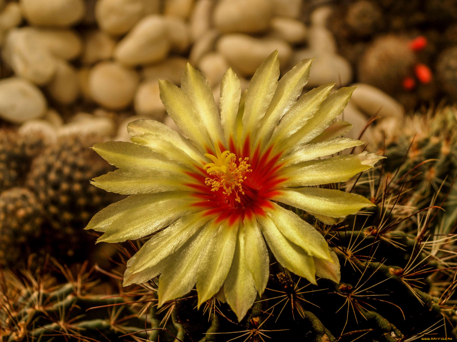 цветы, кактусы, колючки