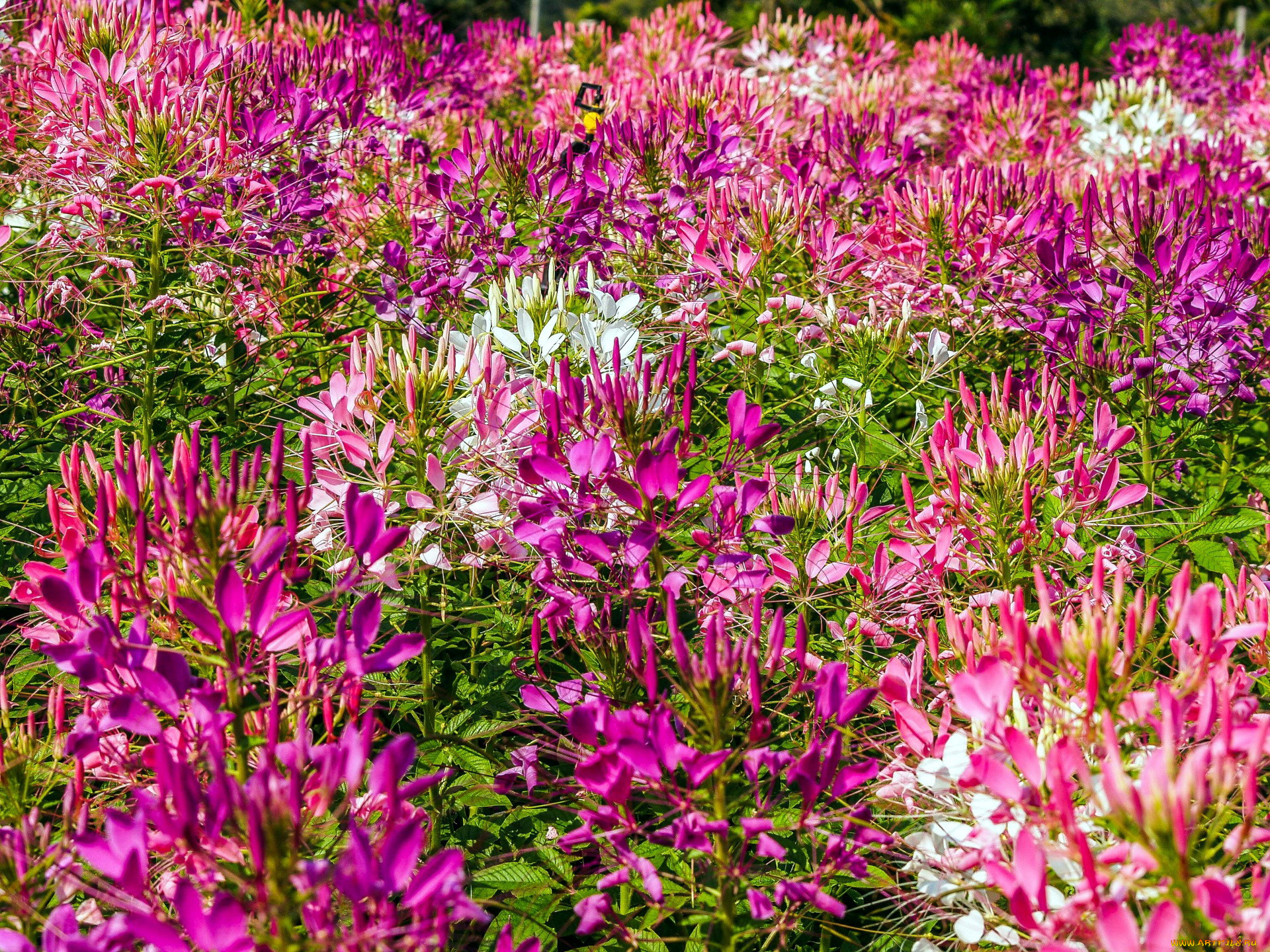 цветы, клеомы, розовый