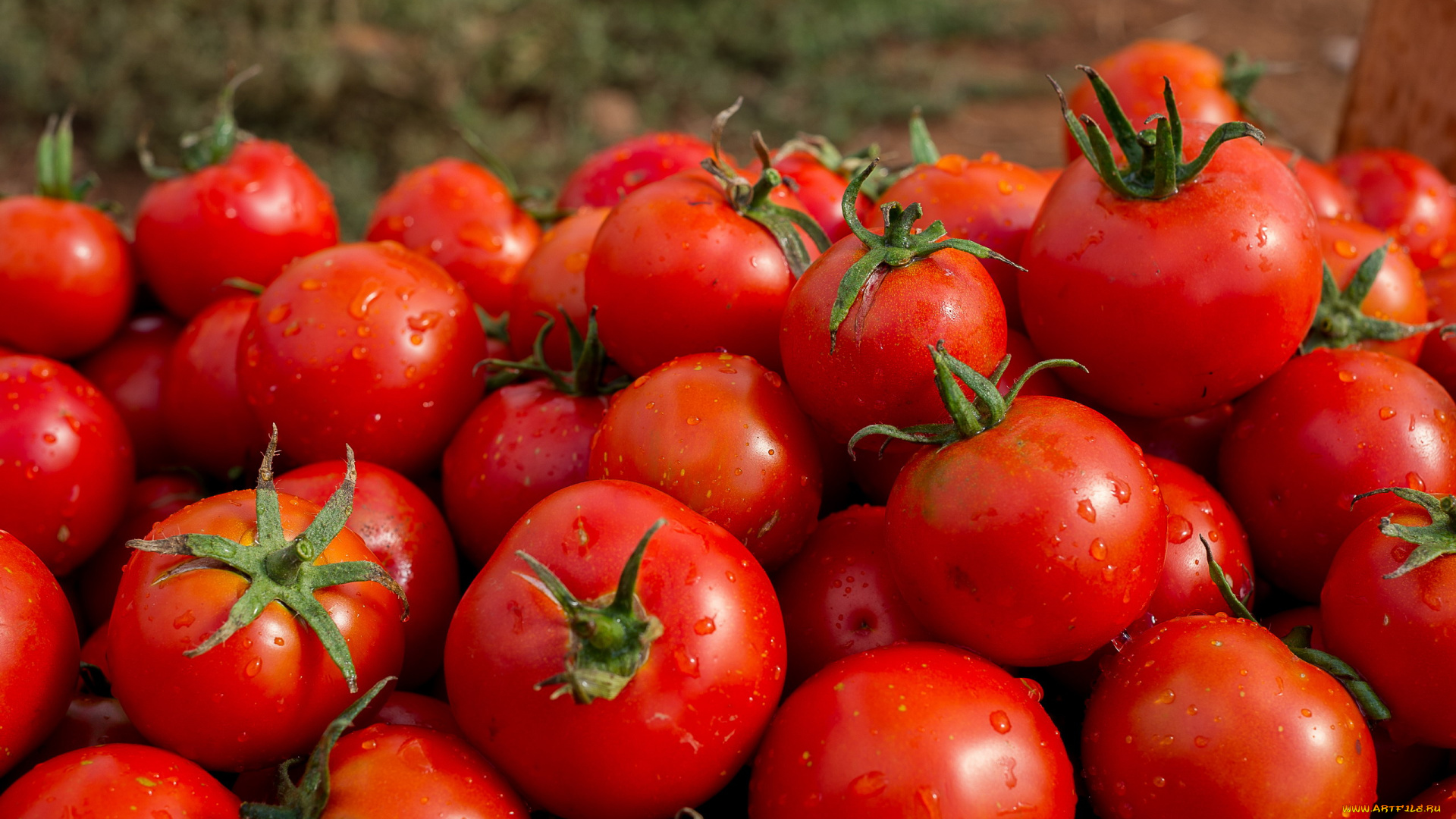 еда, помидоры, спелые, много, урожай, капли