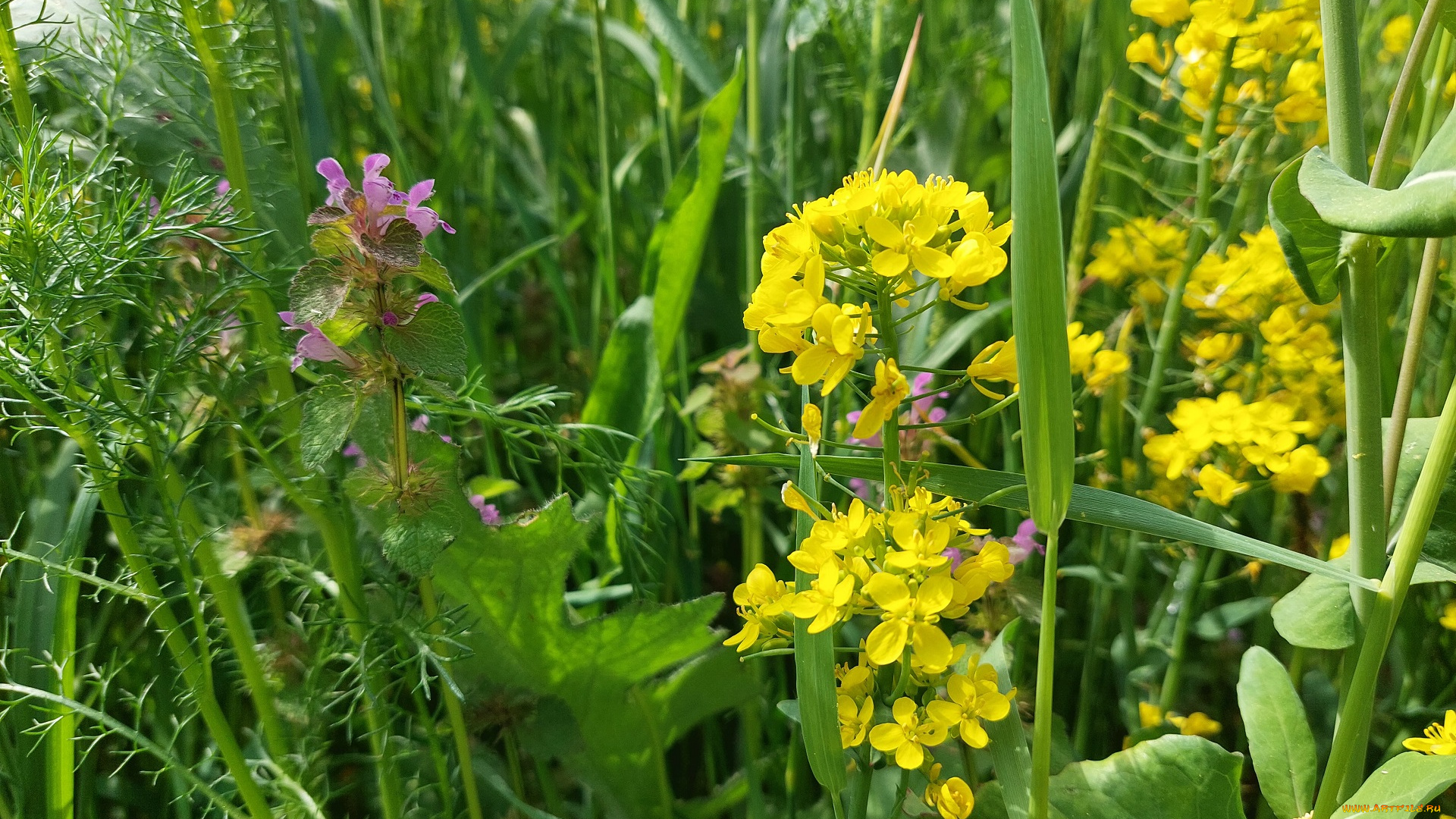 цветы, луговые, , полевые, , цветы, луг