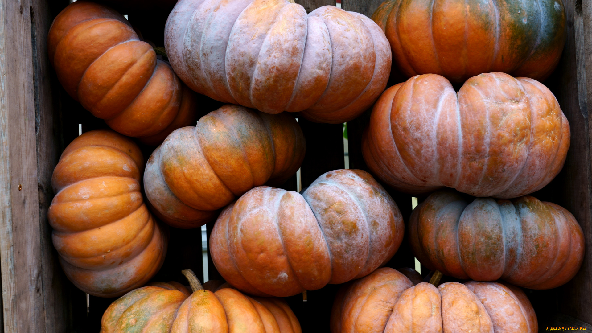 еда, тыква, тыквы