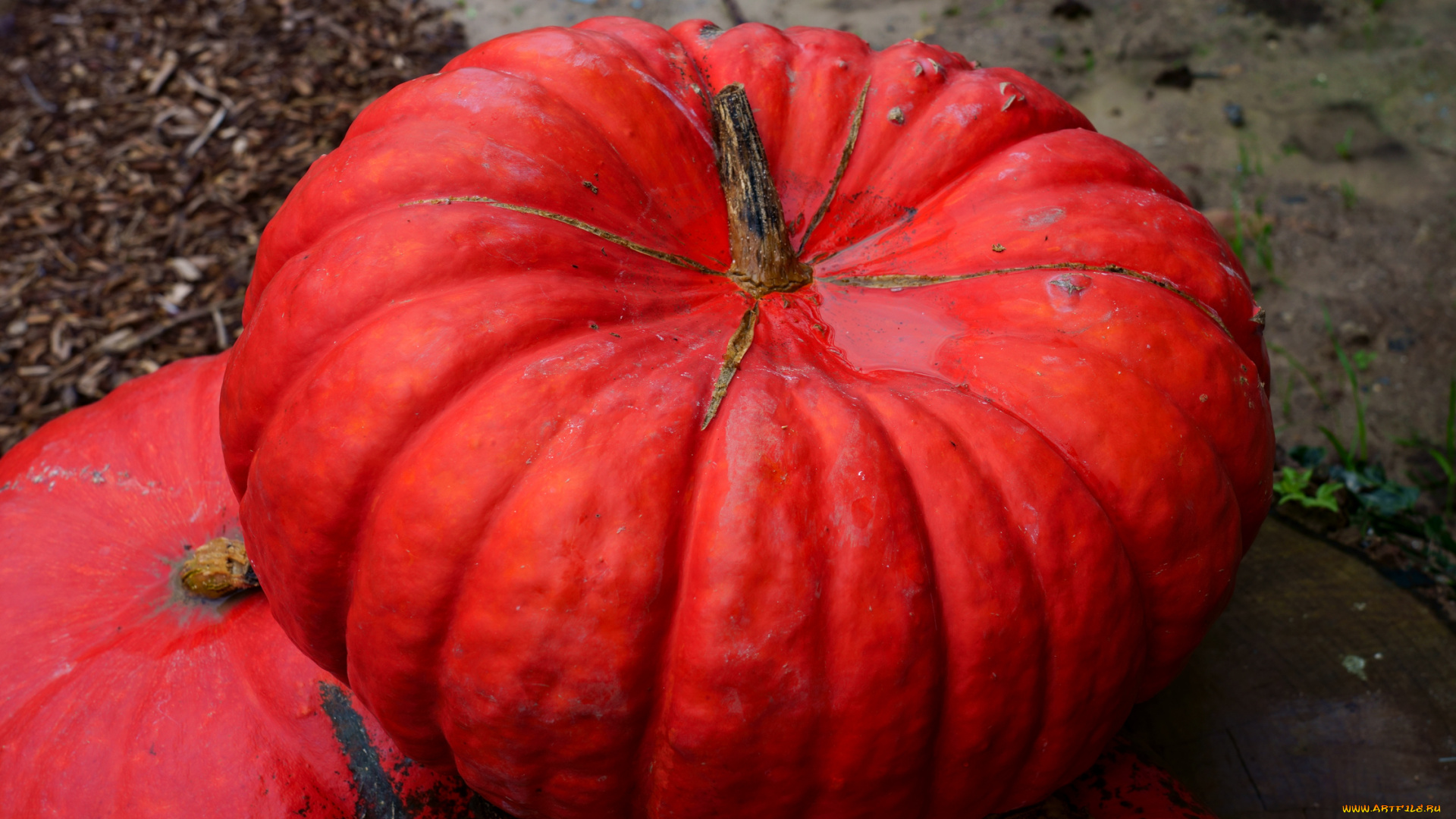 еда, тыква, тыквы