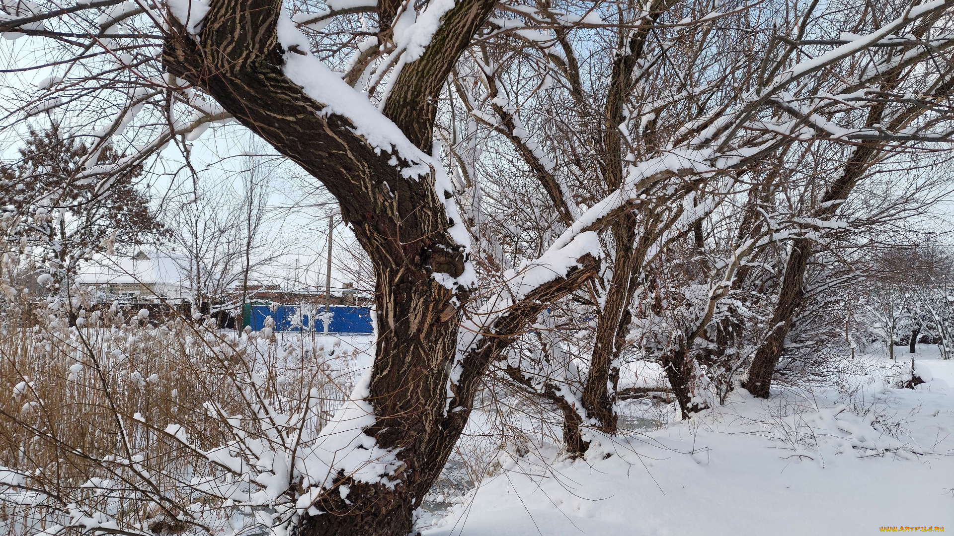 природа, деревья, зима, снег