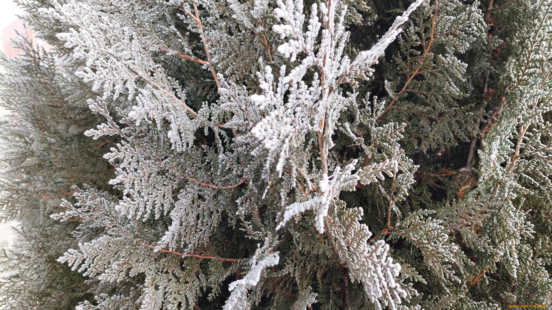 природа, листья, иней