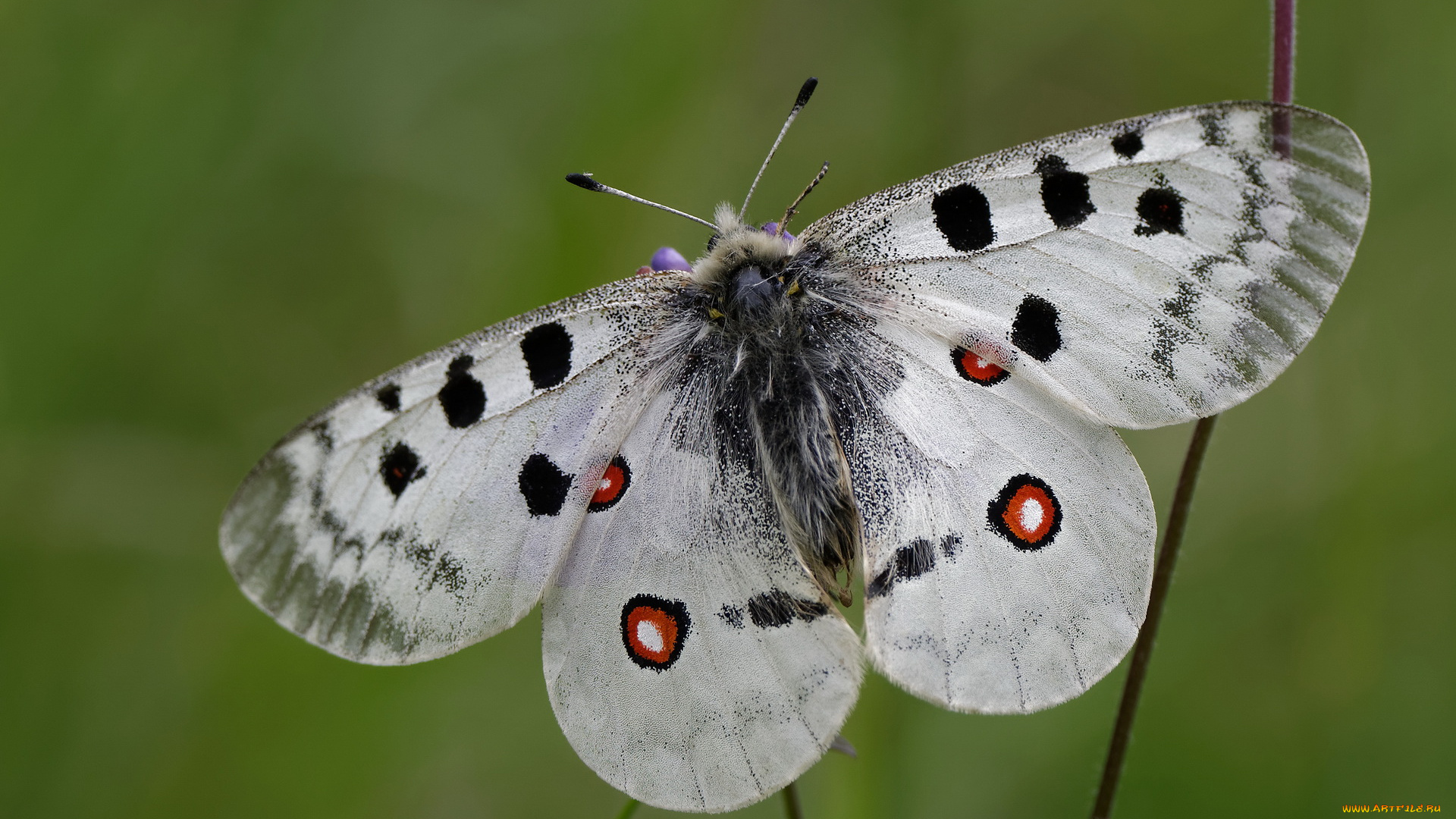 животные, бабочки, , мотыльки, , моли, бабочка
