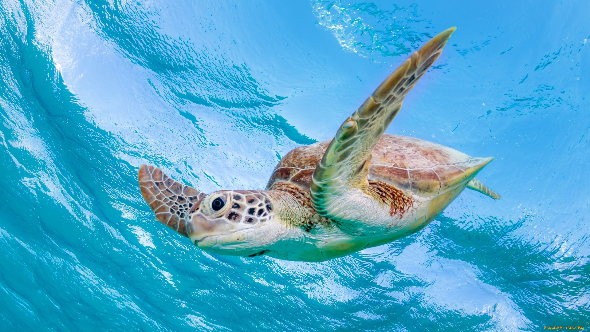 животные, черепахи, черепаха