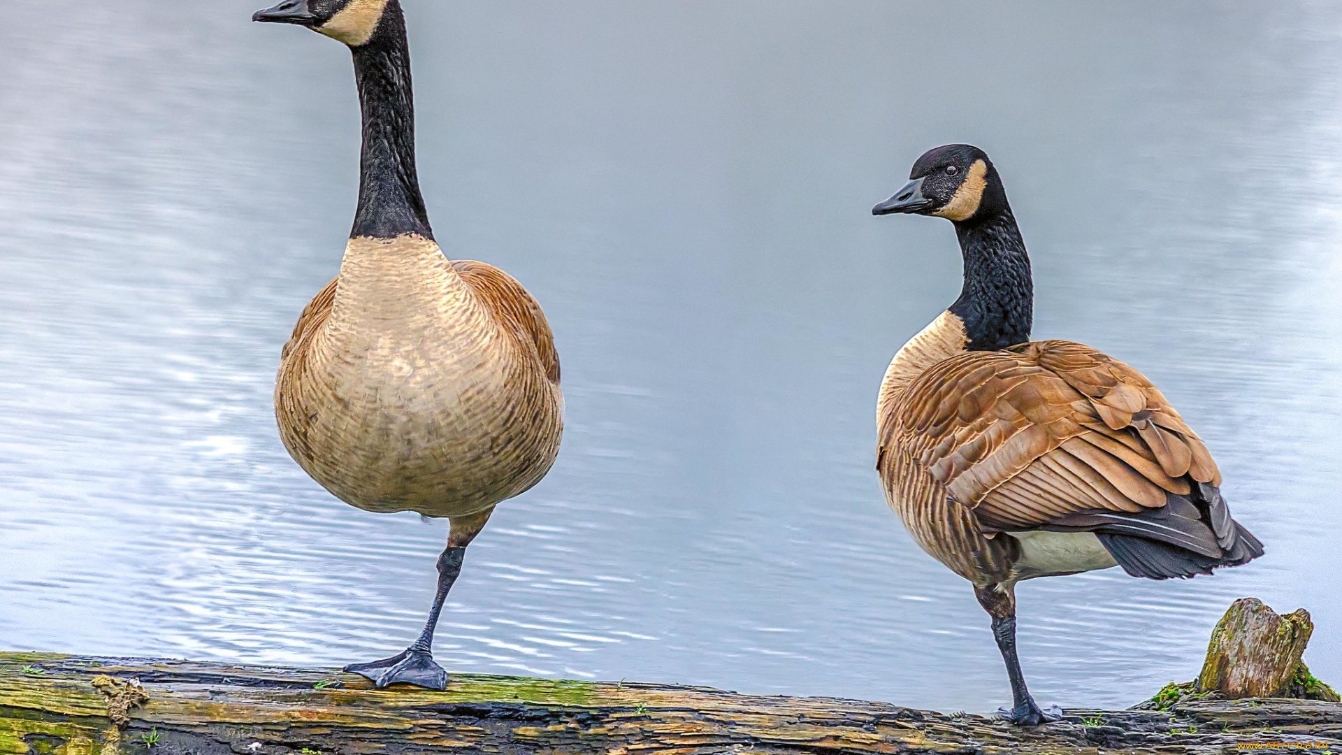 животные, гуси