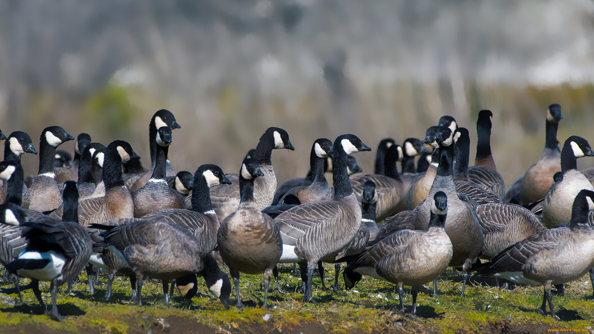животные, гуси, стая