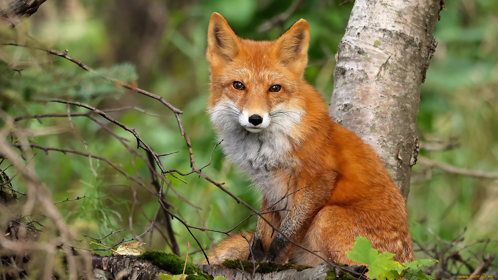 животные, лисы, лиса