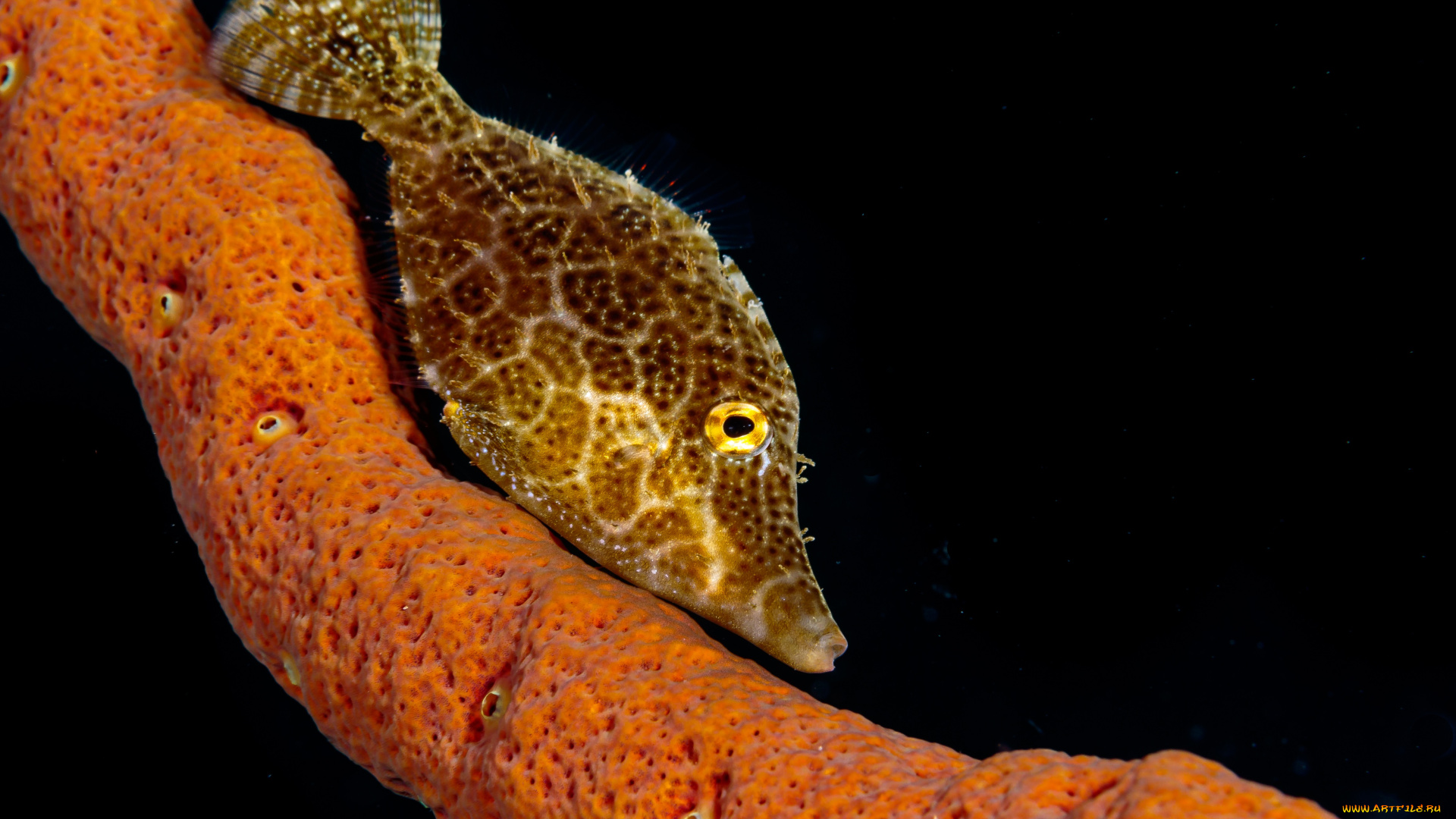 животные, рыбы, рыба