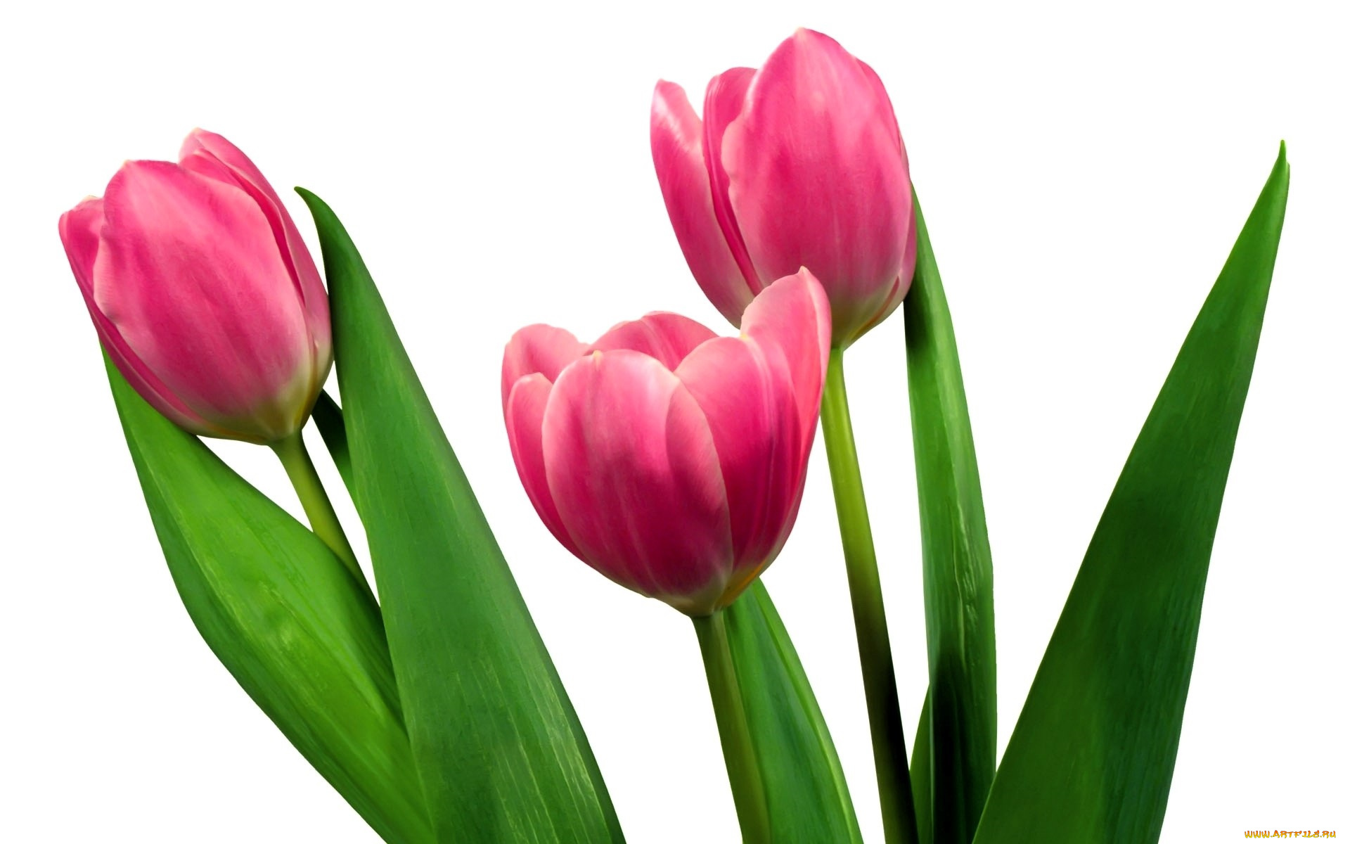 цветы, тюльпаны, розовые