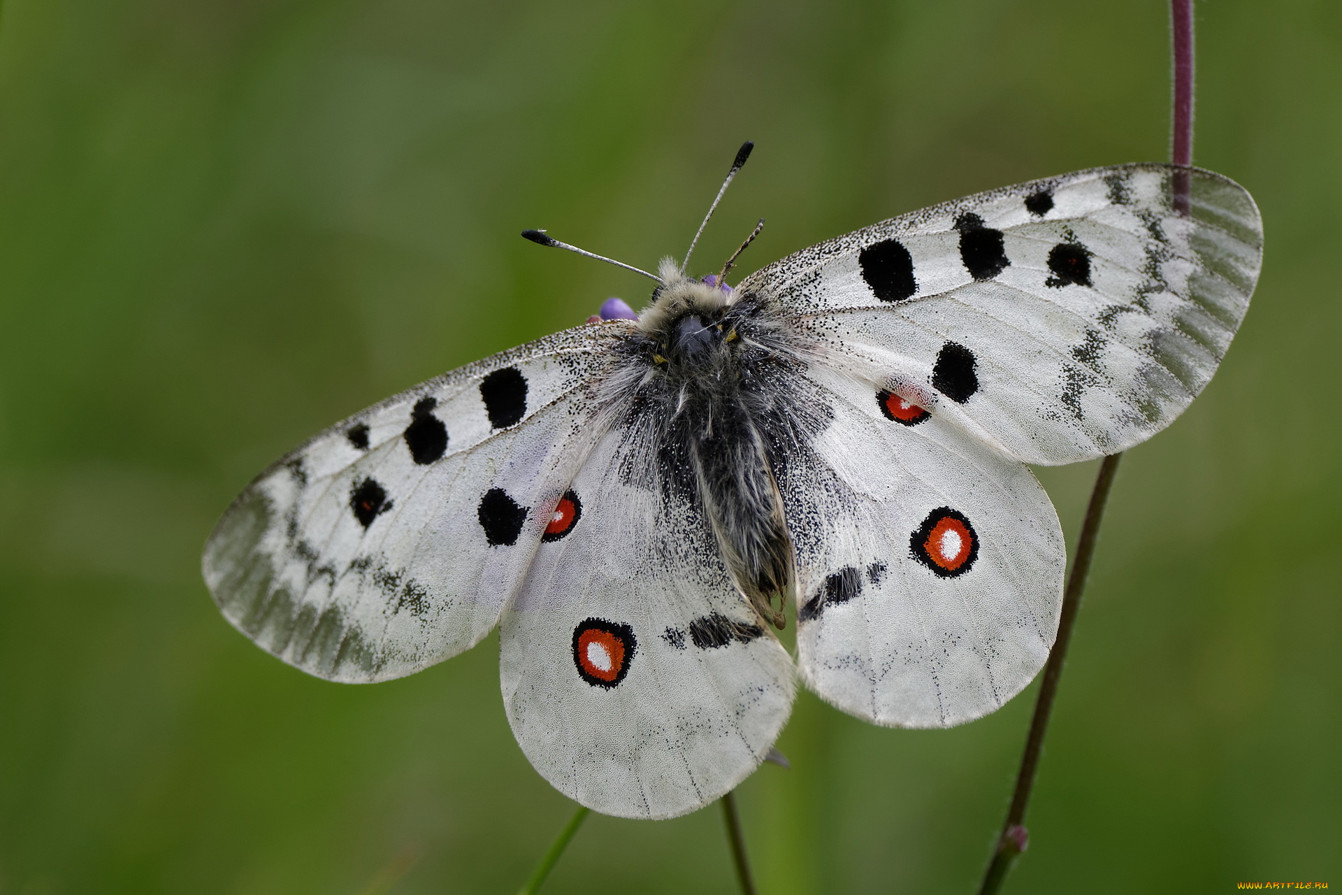 животные, бабочки, , мотыльки, , моли, бабочка