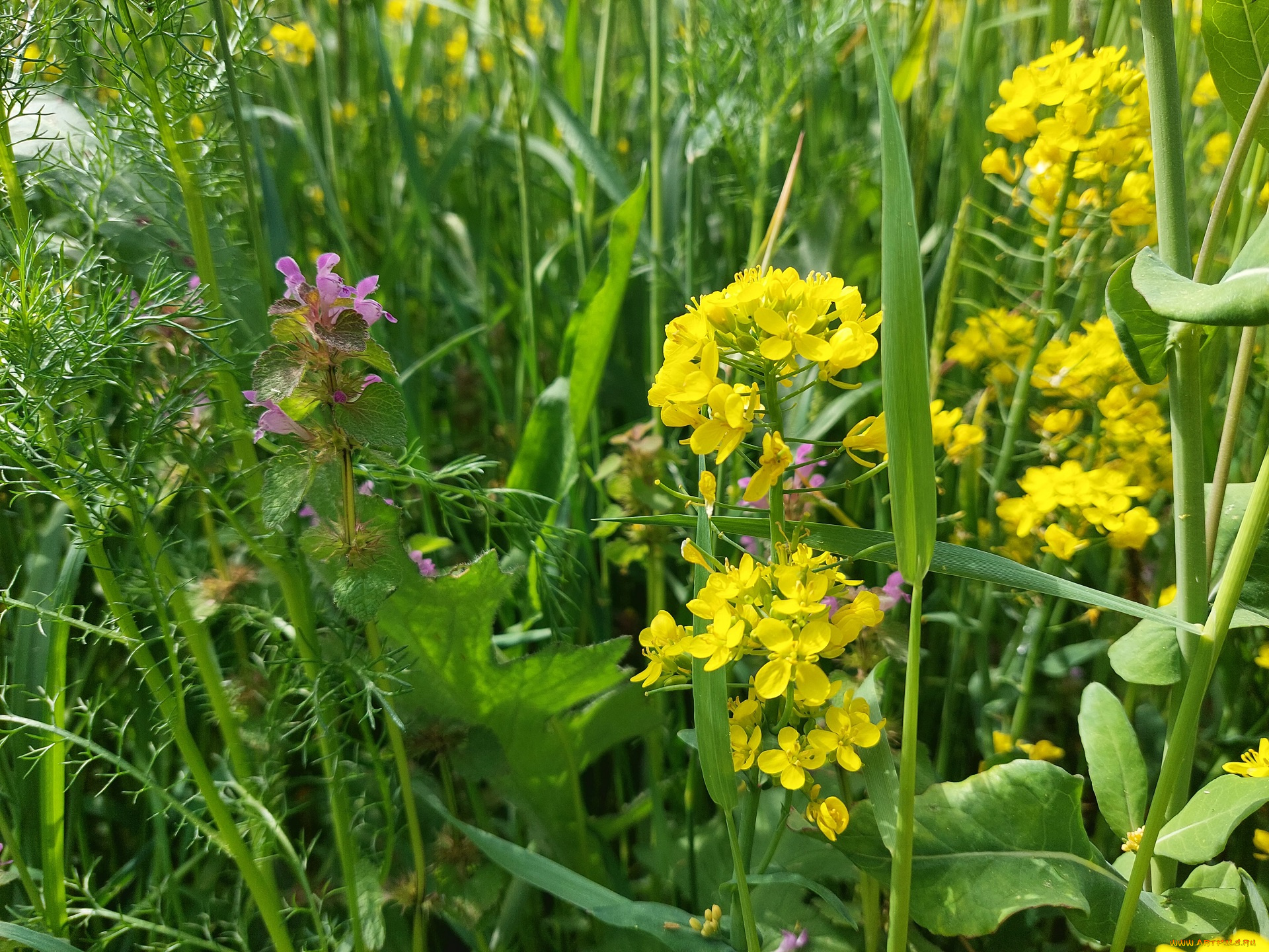 цветы, луговые, , полевые, , цветы, луг