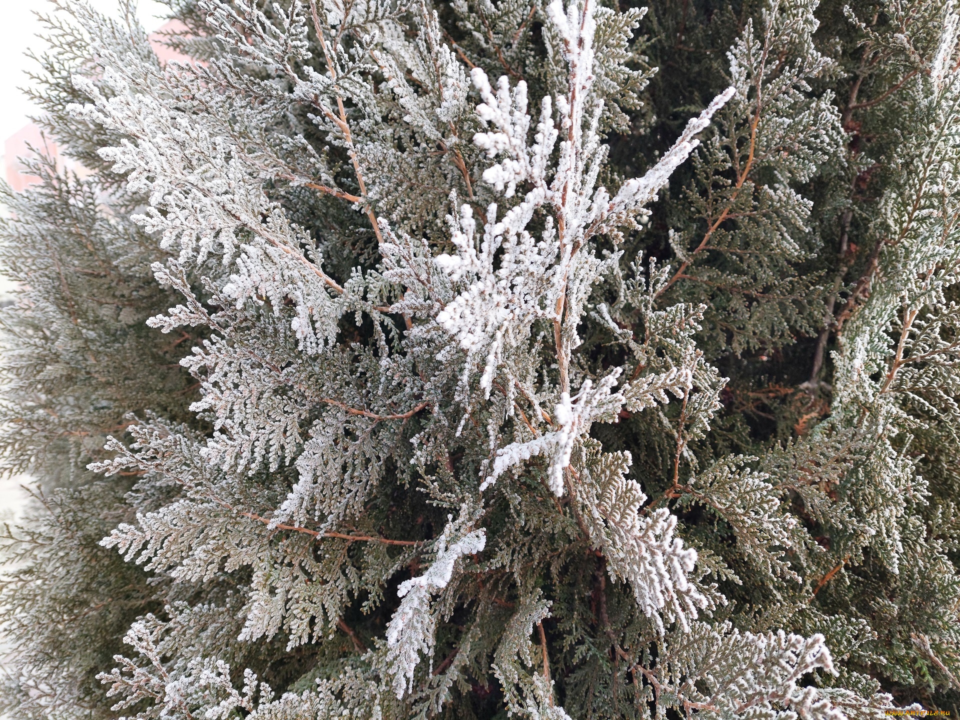 природа, листья, иней