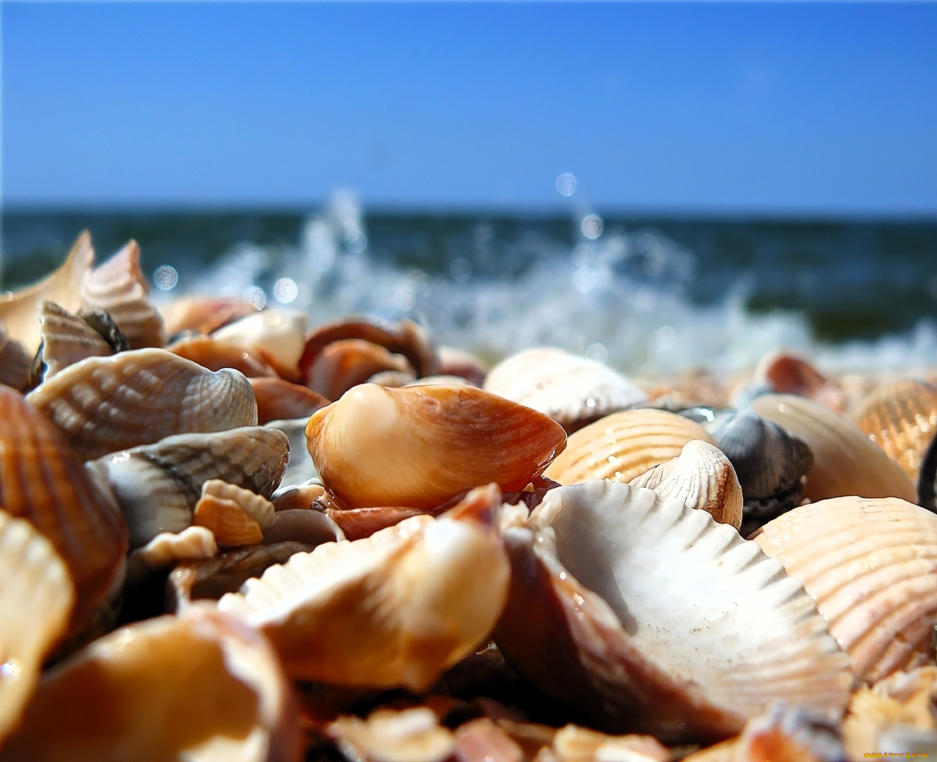 разное, ракушки, , кораллы, , декоративные, и, spa-камни, море