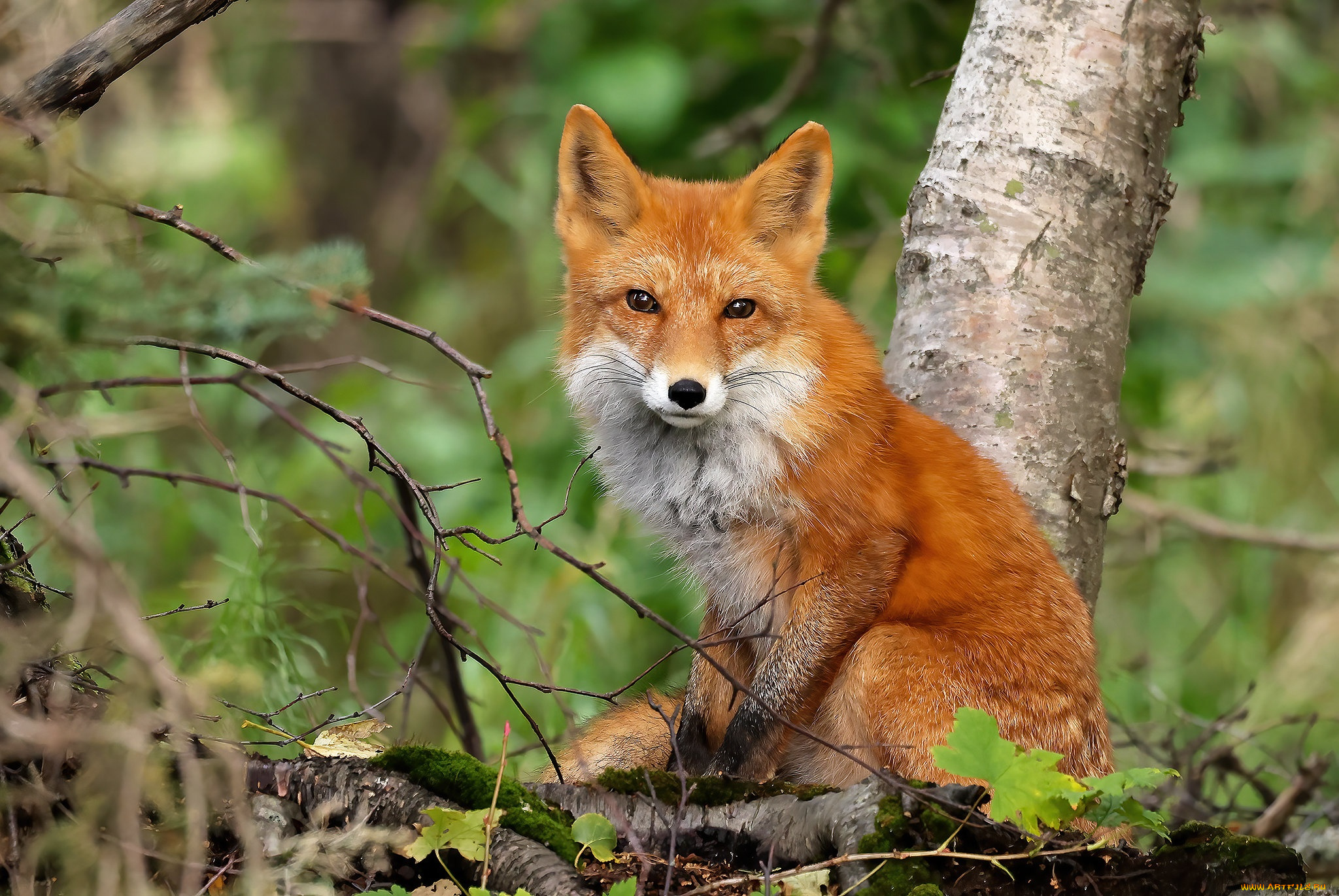 животные, лисы, лиса