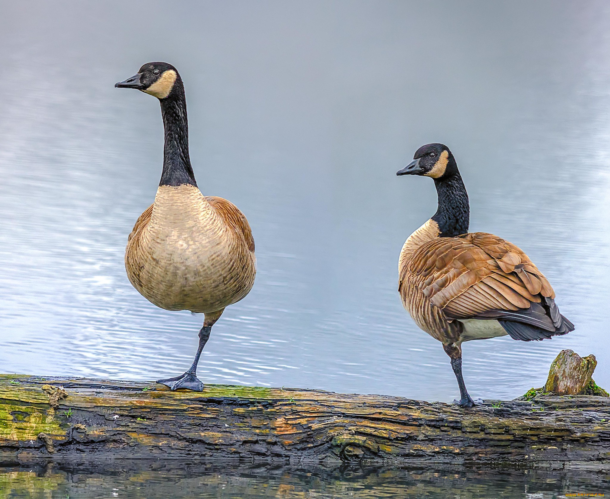 животные, гуси