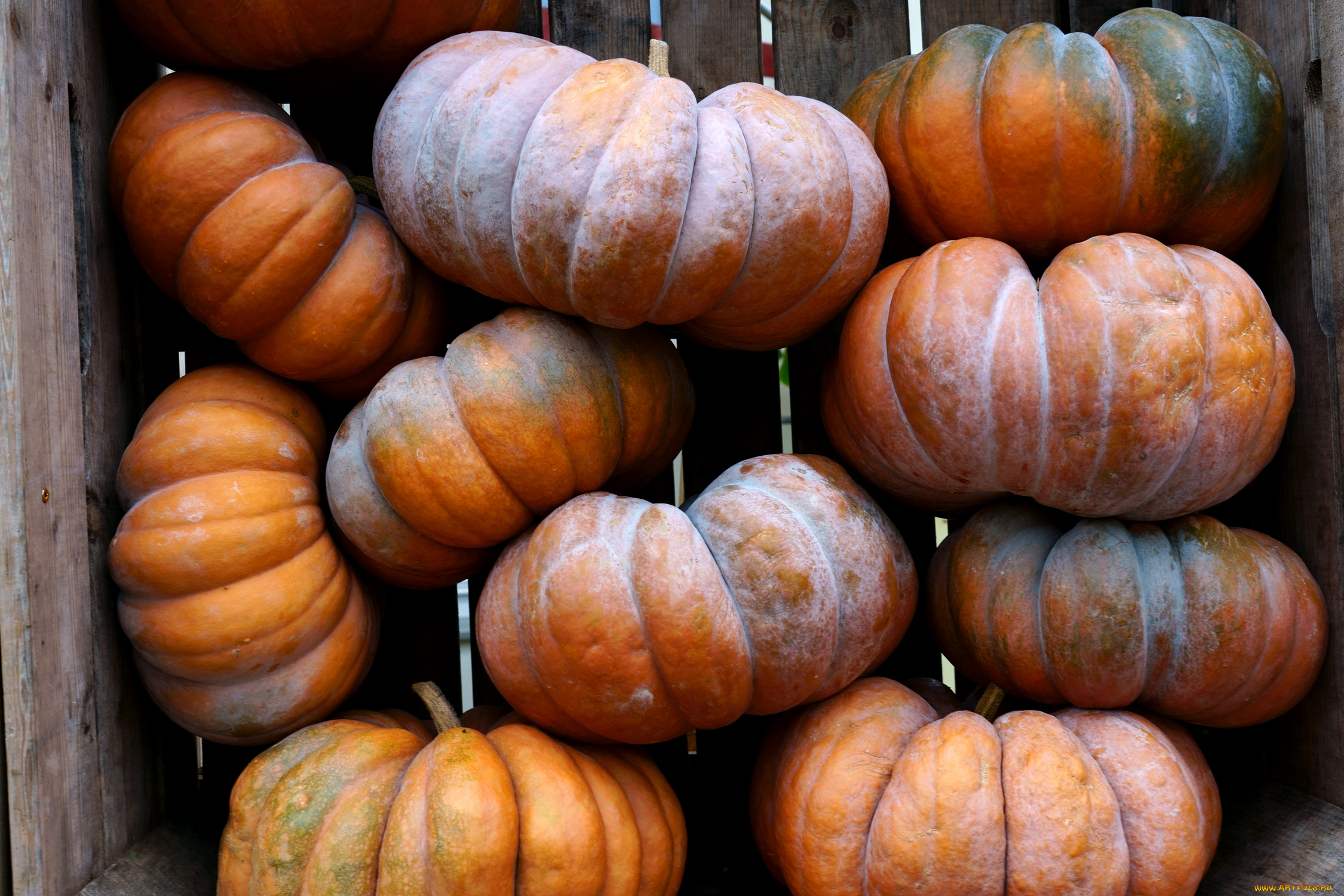 еда, тыква, тыквы