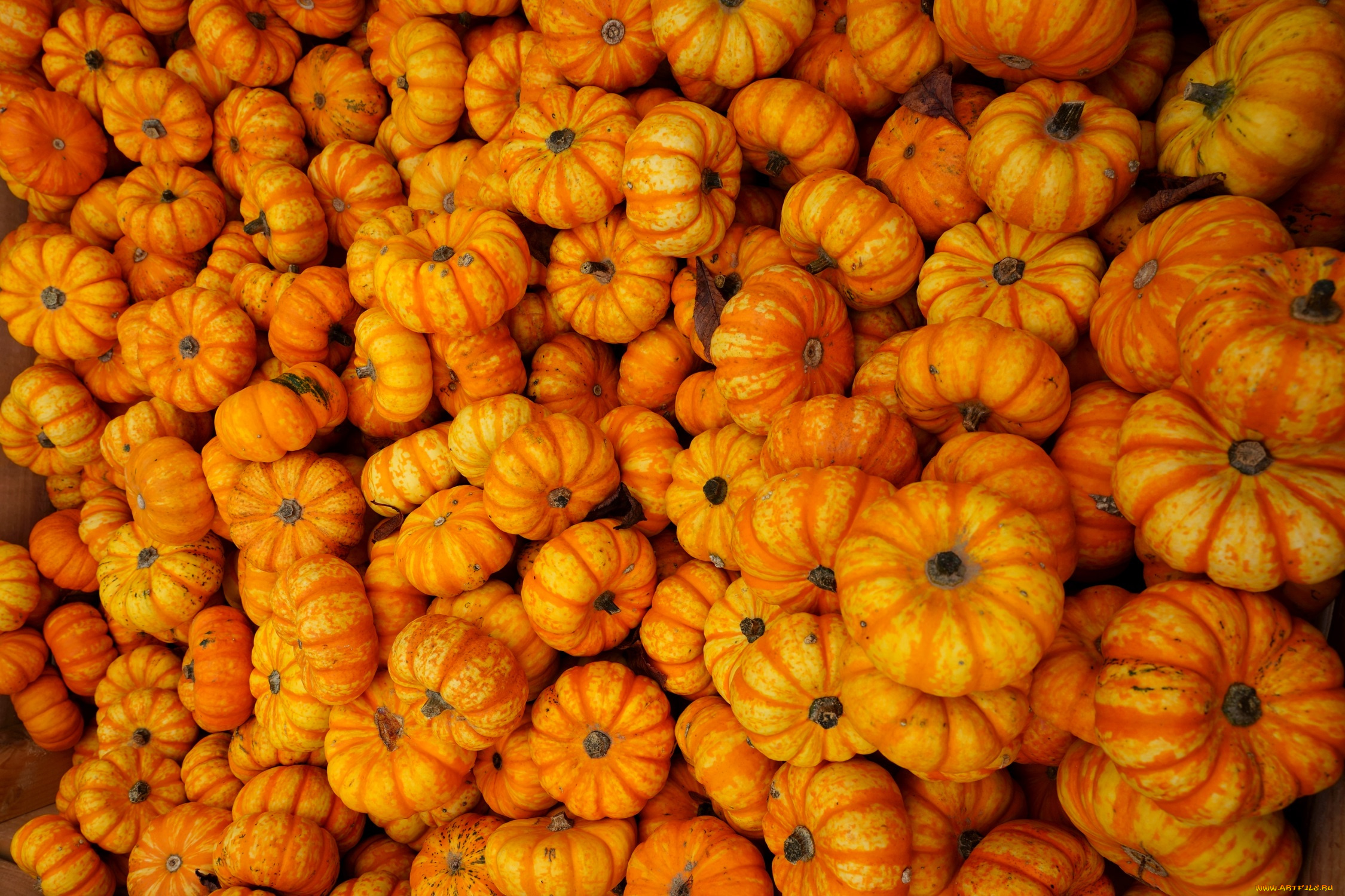 еда, тыква, тыквы